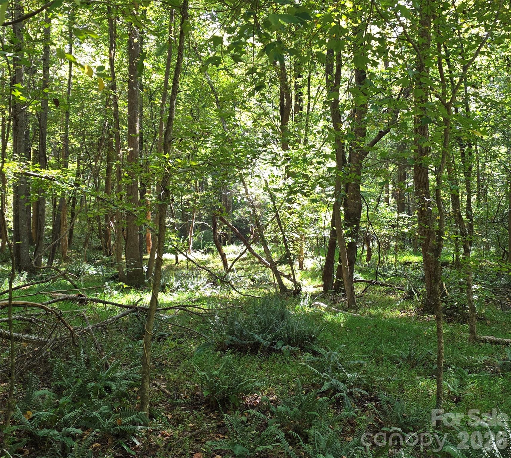 woods near creek - 552 Midway Road, Richburg