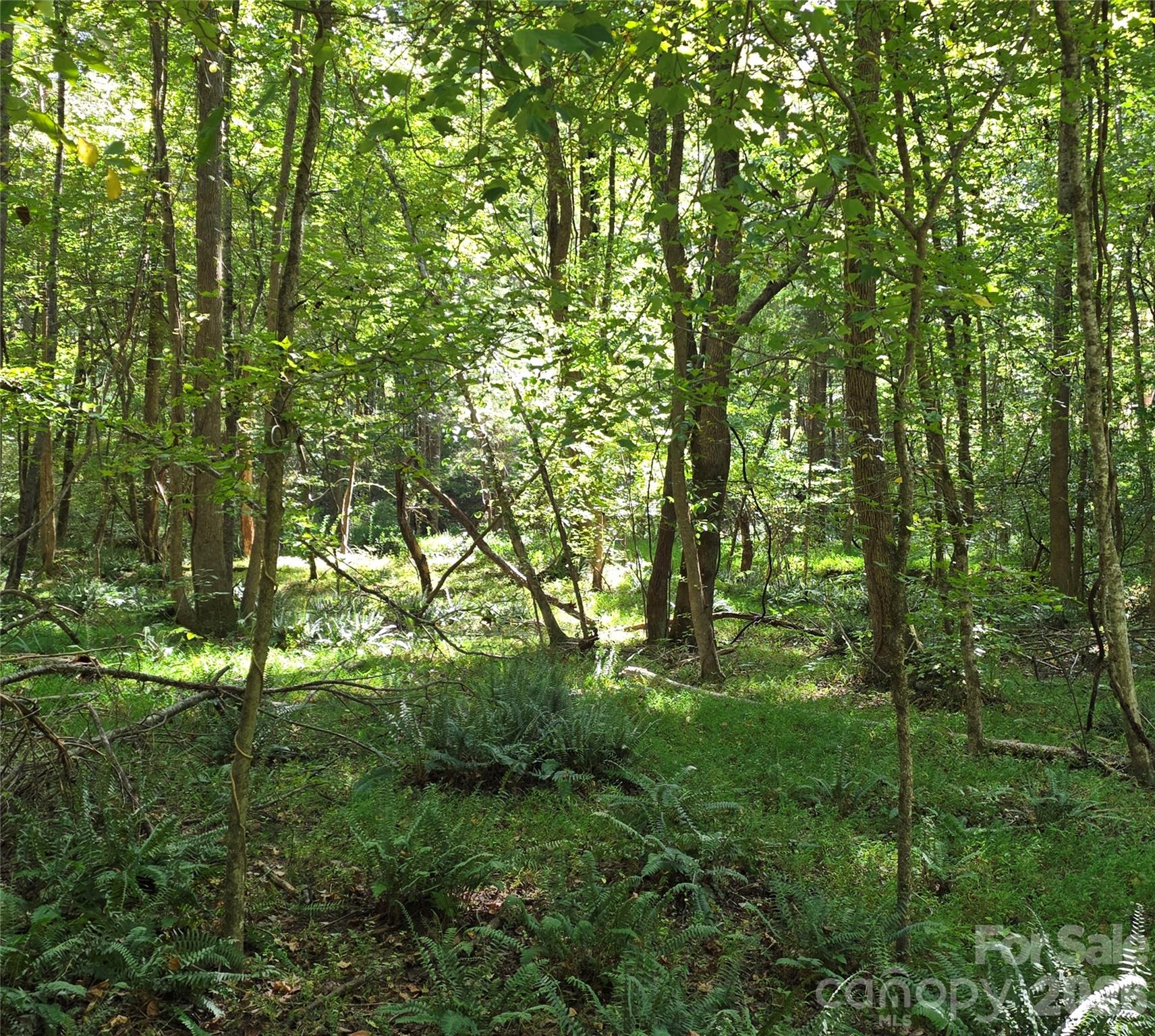 woods near creek - 552 Midway Road, Richburg