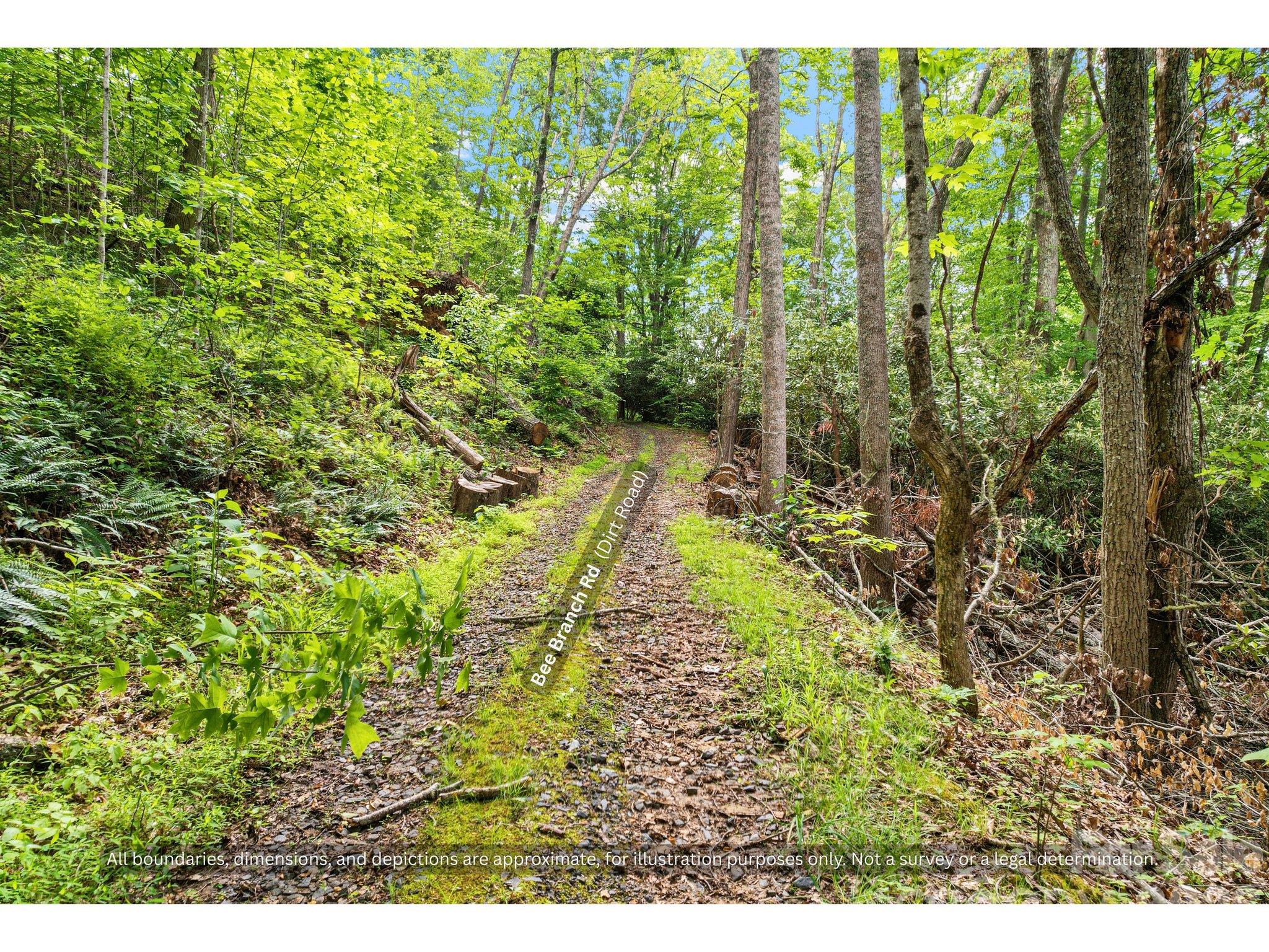Wooded two-track trail on the property, ideal recreational land in Western North Carolina - 99999 Bee Branch Road, Bakersville