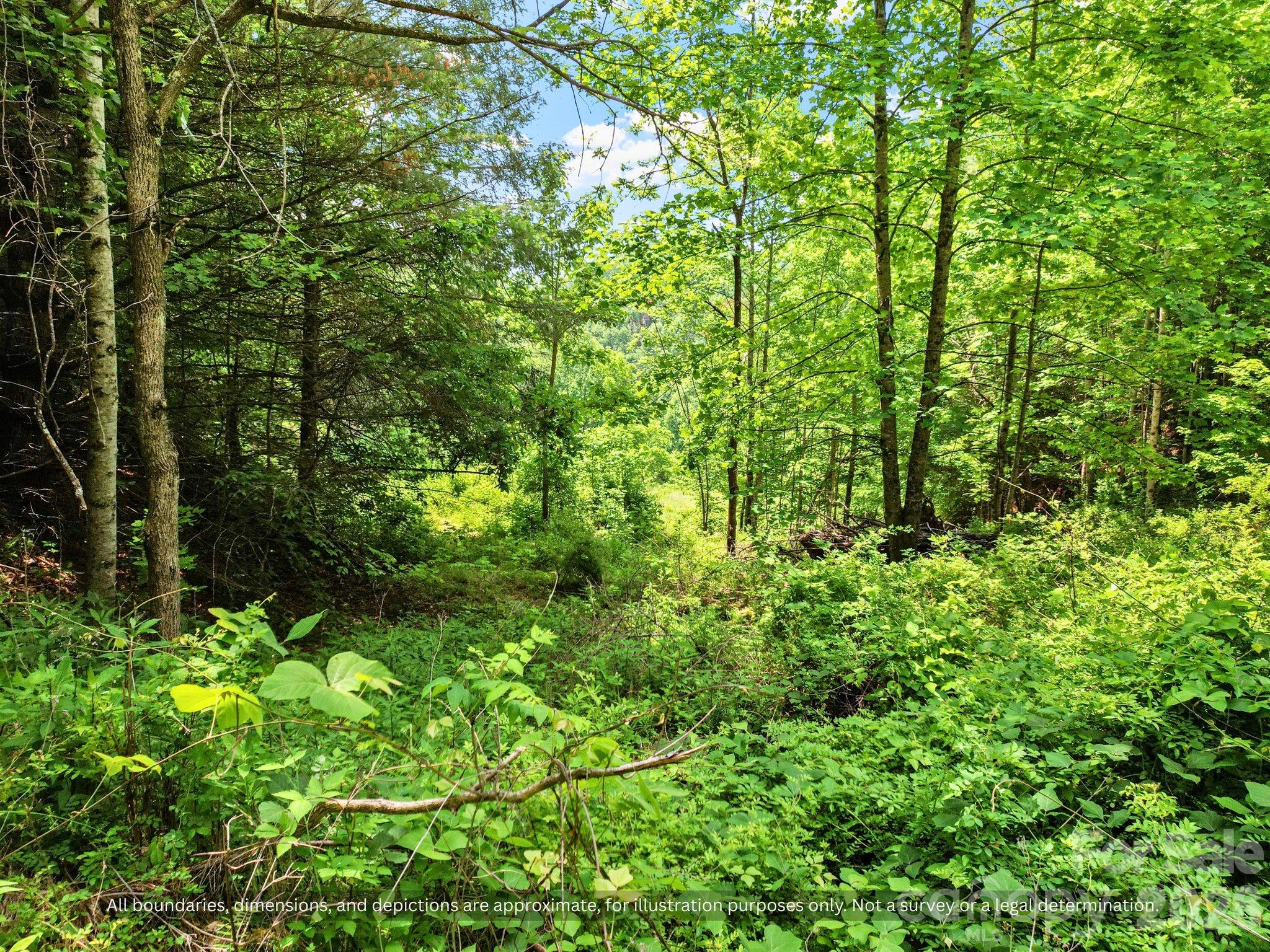 Mature hardwood forest of oak, maple and beech on unrestricted Mitchell County land - 99999 Bee Branch Road, Bakersville