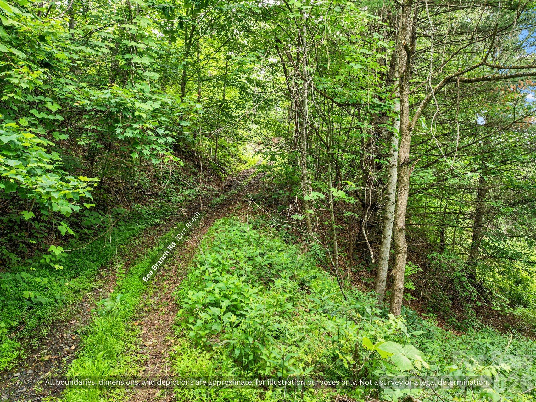 Green two-track through the trees on this private mountain acreage near Spruce Pine - 99999 Bee Branch Road, Bakersville