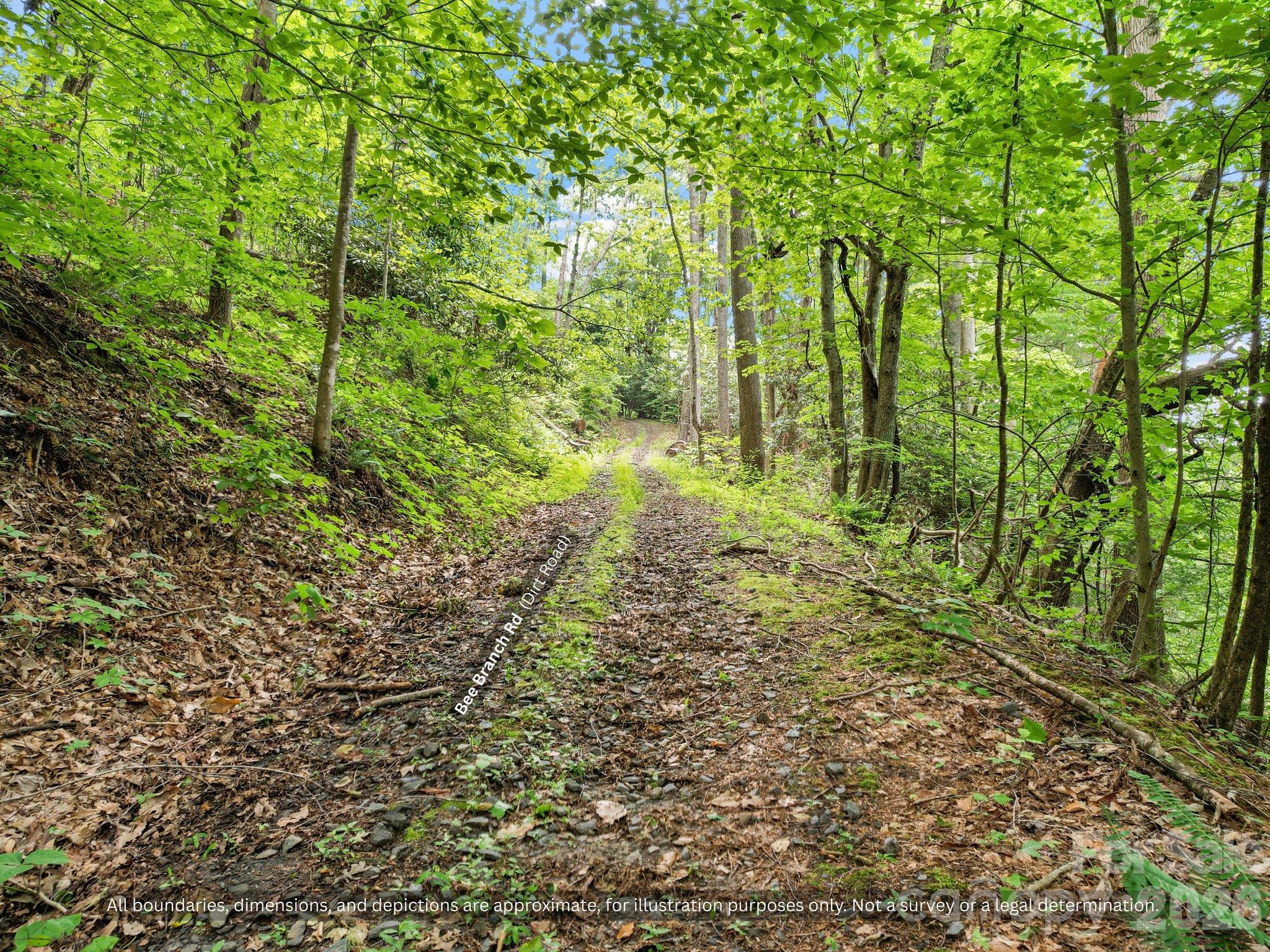 Forest road winding through the hardwoods, great for exploring on foot or by ATV - 99999 Bee Branch Road, Bakersville