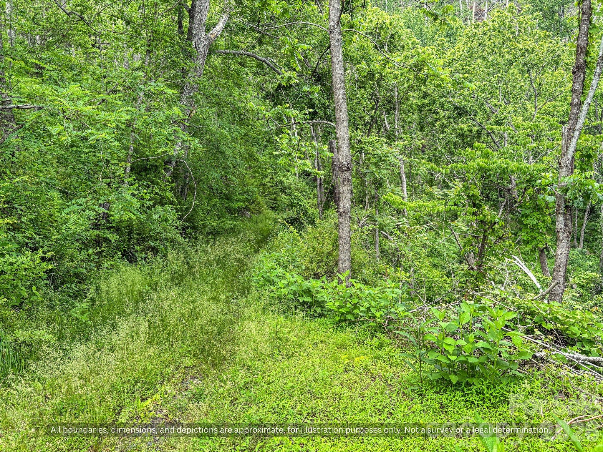 Thick hardwood cover with great wildlife habitat for hunting in the mountains - 99999 Bee Branch Road, Bakersville