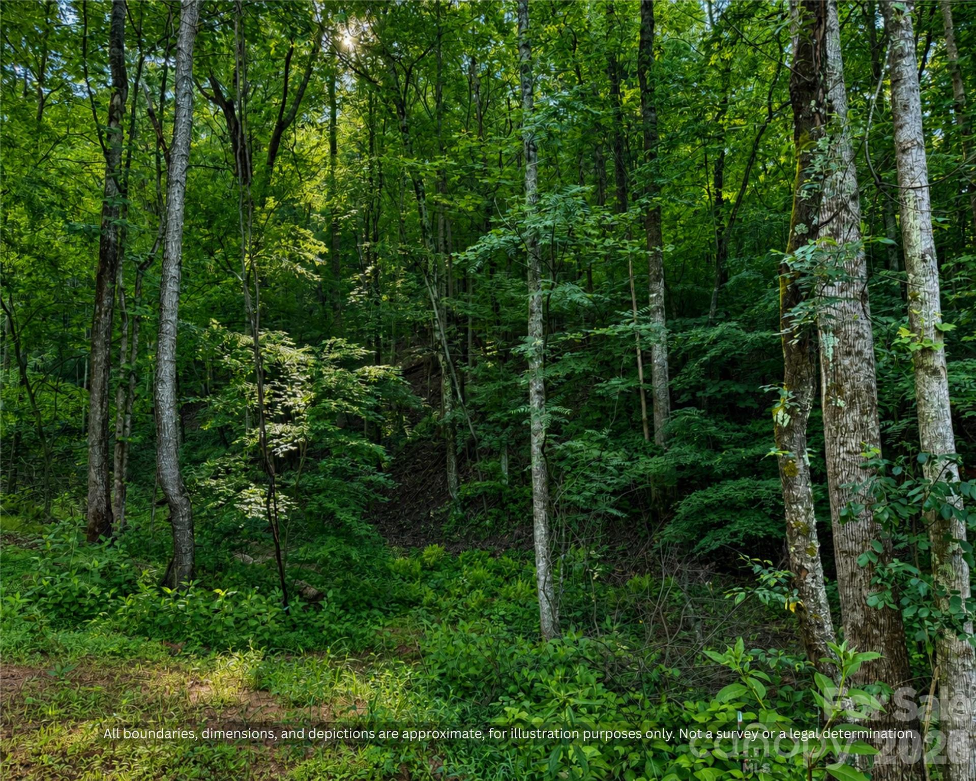 Green hardwood forest on the property, great for privacy and wildlife - 99999 Boone Gap Lane, Taylorsville