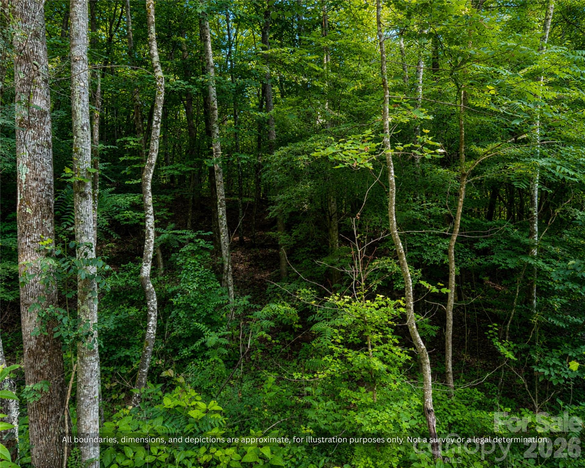 Mature trees and a quiet setting on wooded land in Alexander County, NC - 99999 Boone Gap Lane, Taylorsville