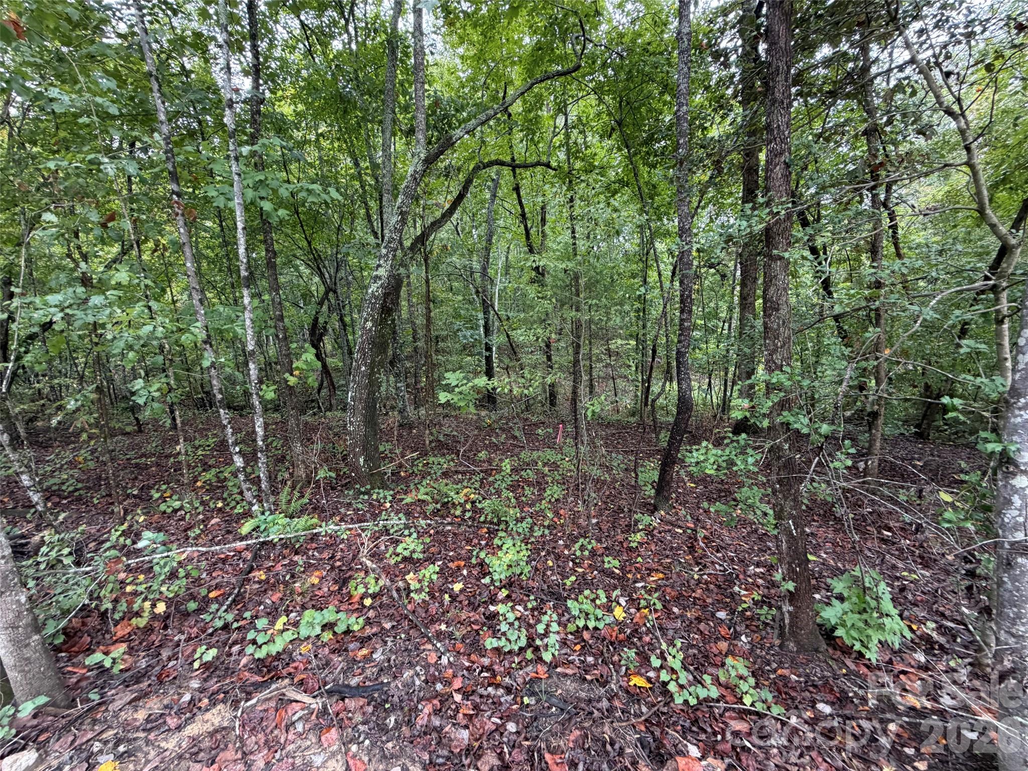 Acreage at V/L W V THOMPSON Road, Rutherfordton, photo 4 of 22