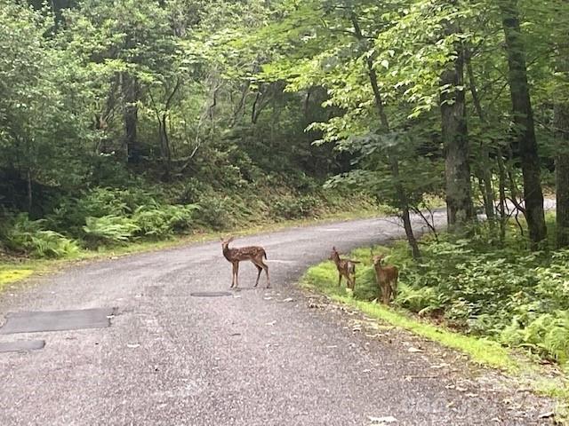 Lot at 99999 Galax Lane, Brevard, photo 4 of 14