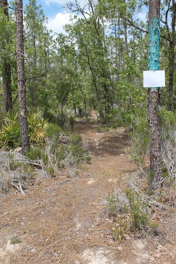 Land at TBD NE 56TH ST, BRONSON FL 32621, photo 16 of 31