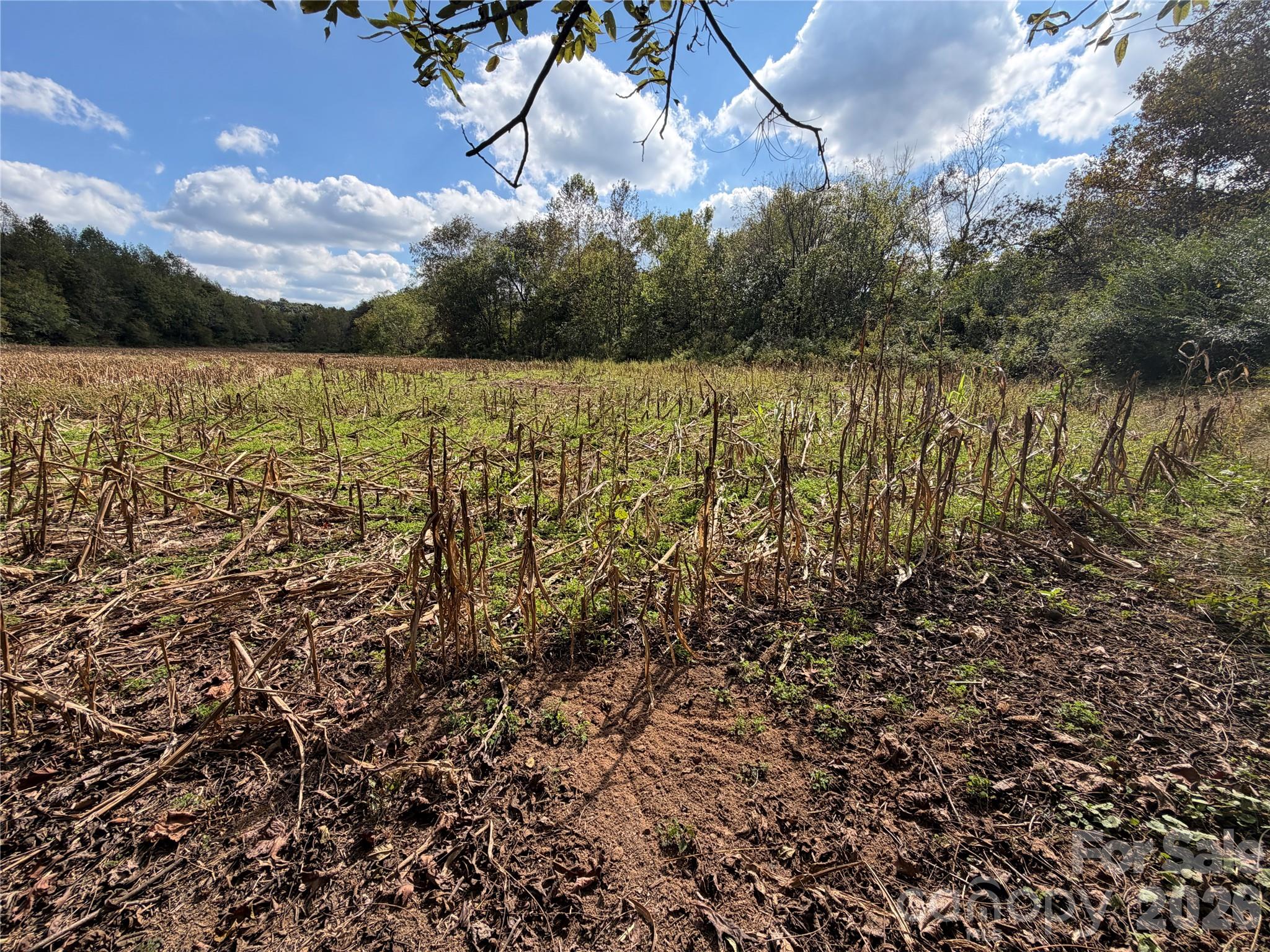 Acreage at 00 Jim Elliott Road, Shelby, photo 11 of 48