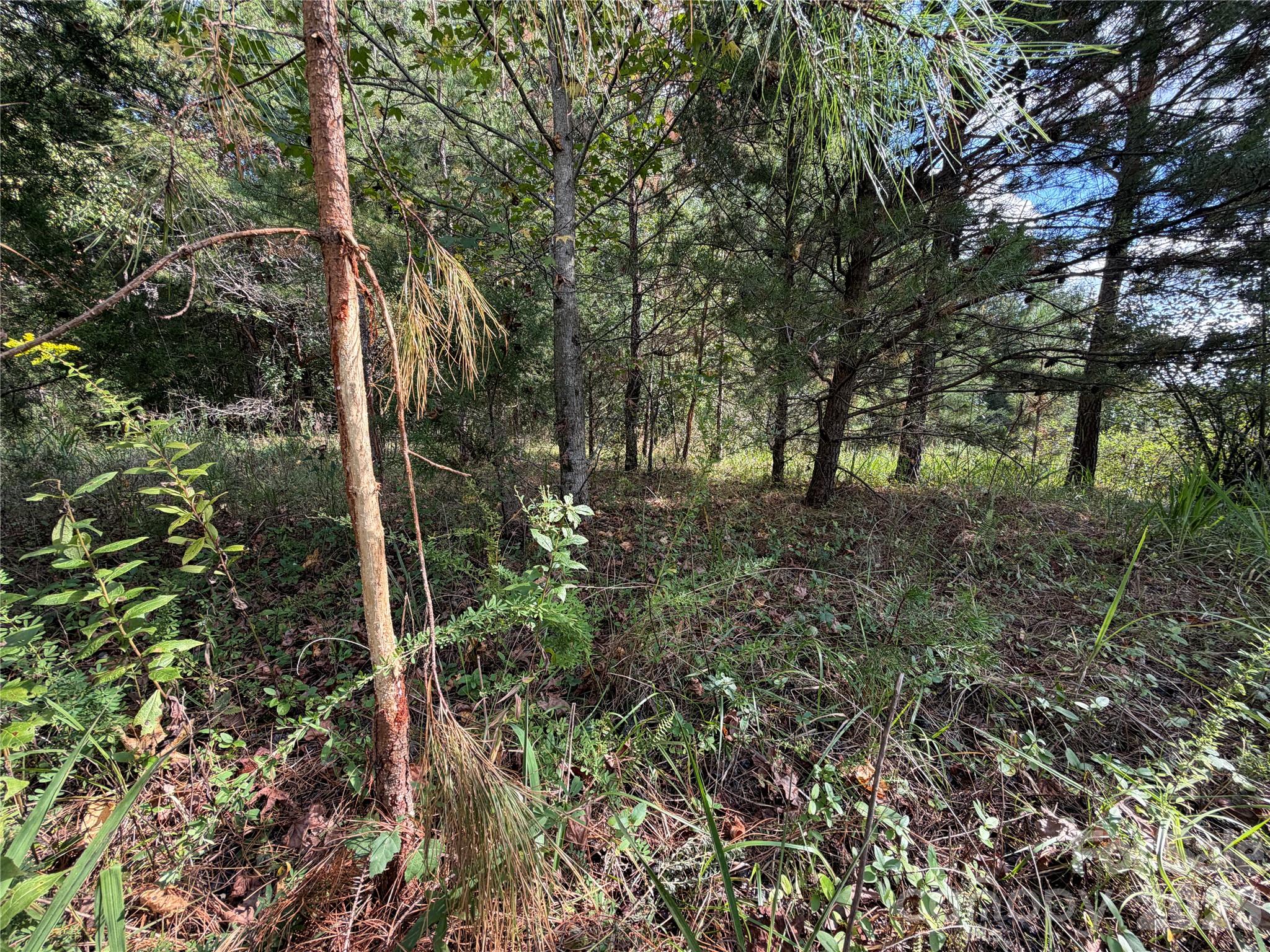 Acreage at 00 Jim Elliott Road, Shelby, photo 23 of 48