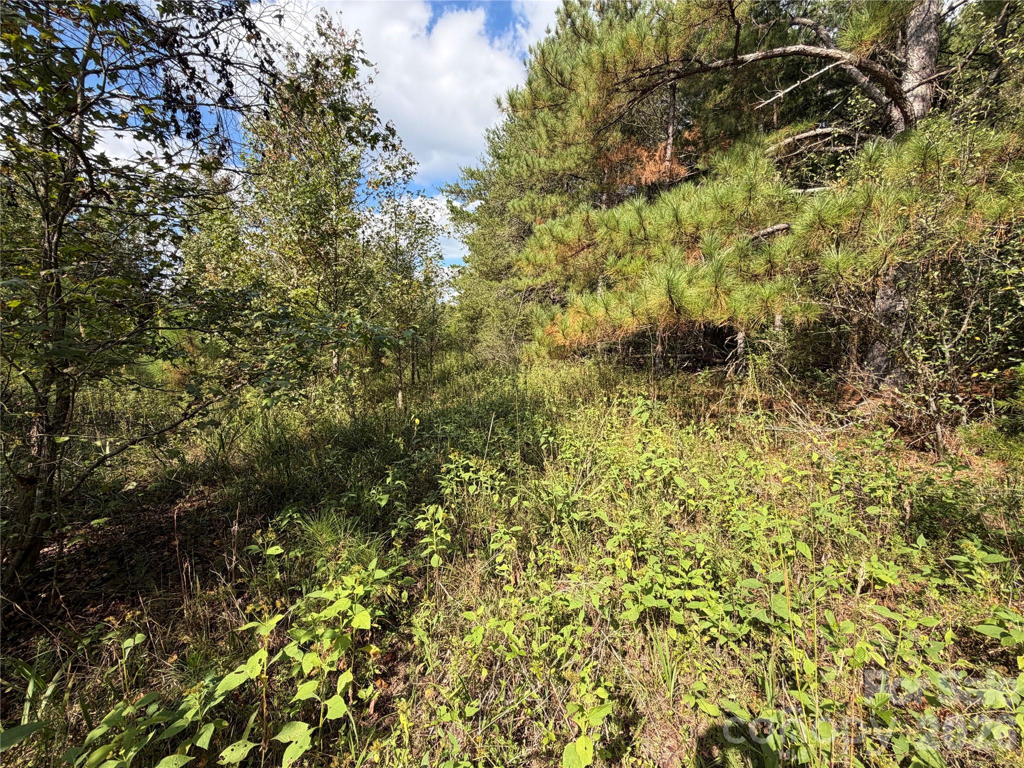Acreage at 00 Jim Elliott Road, Shelby, photo 26 of 48