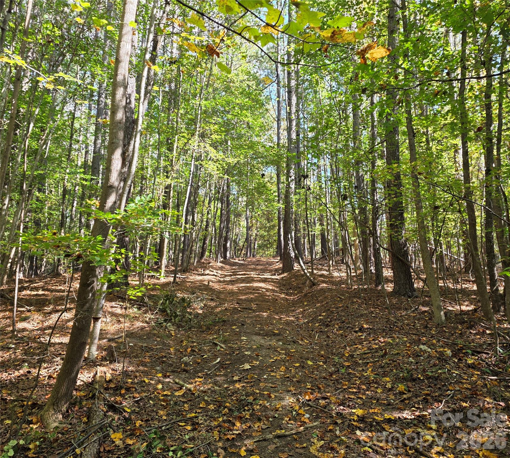 driveway/trail into the woods - 1350 McKnight Road, Smyrna