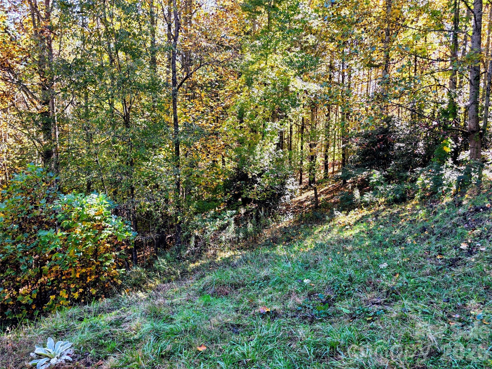 View of the wooded area on the eastern side of the property - 105 Poplar Ridge Lane, Burnsville