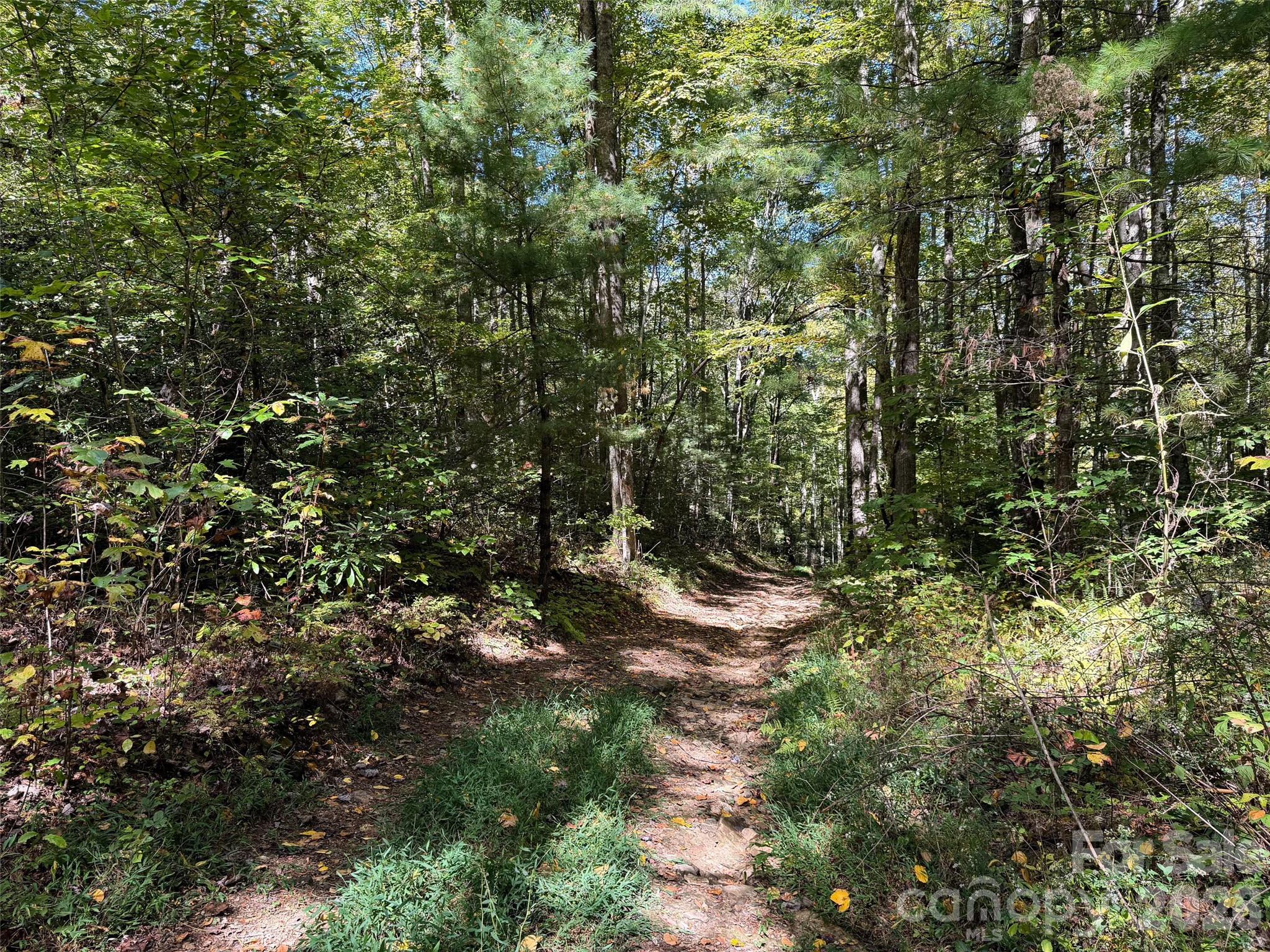 Logging Road on Property - 0 Wiggins Creek Road, Bryson City