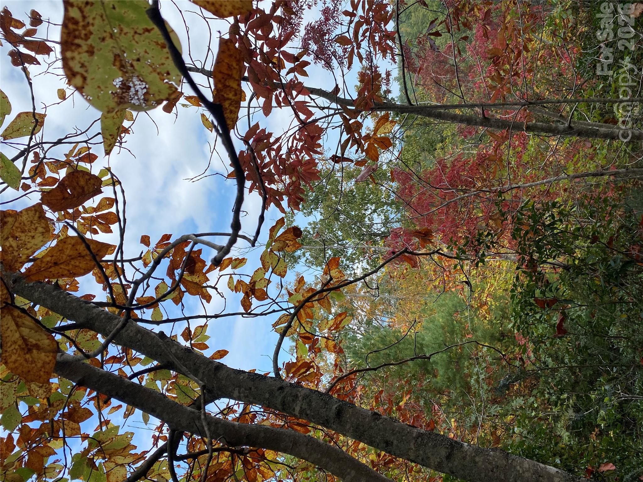 Lot at 54 Winghaven Drive, Nebo, photo 11 of 13