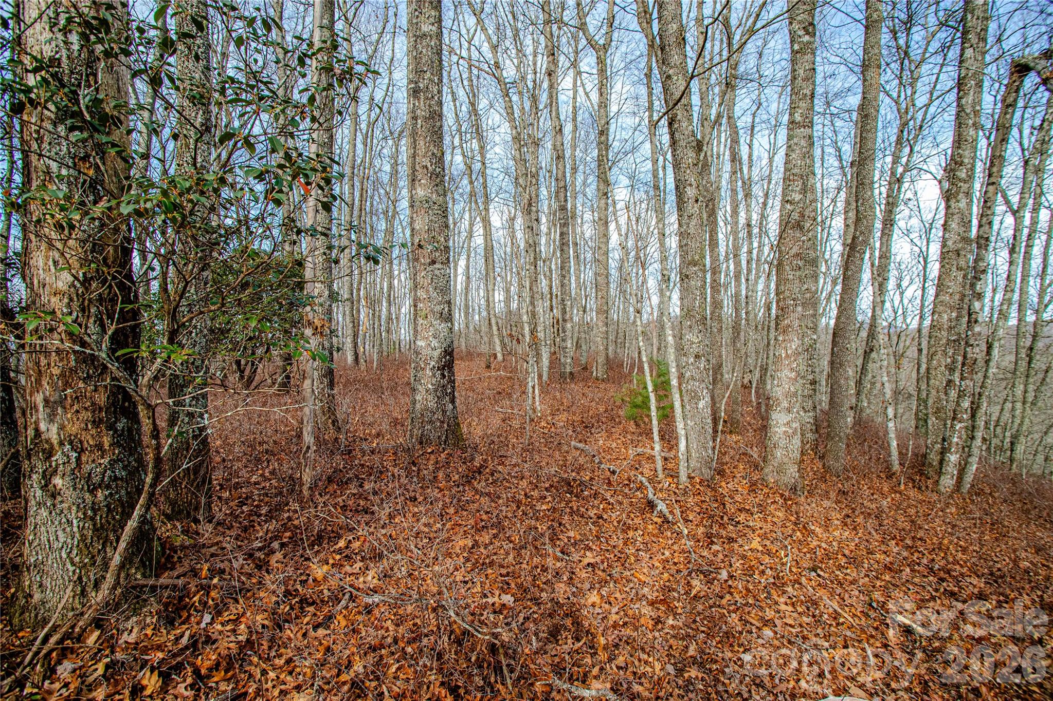 Acreage at TBD Tannassee Creek Road, Tuckasegee, photo 28 of 64