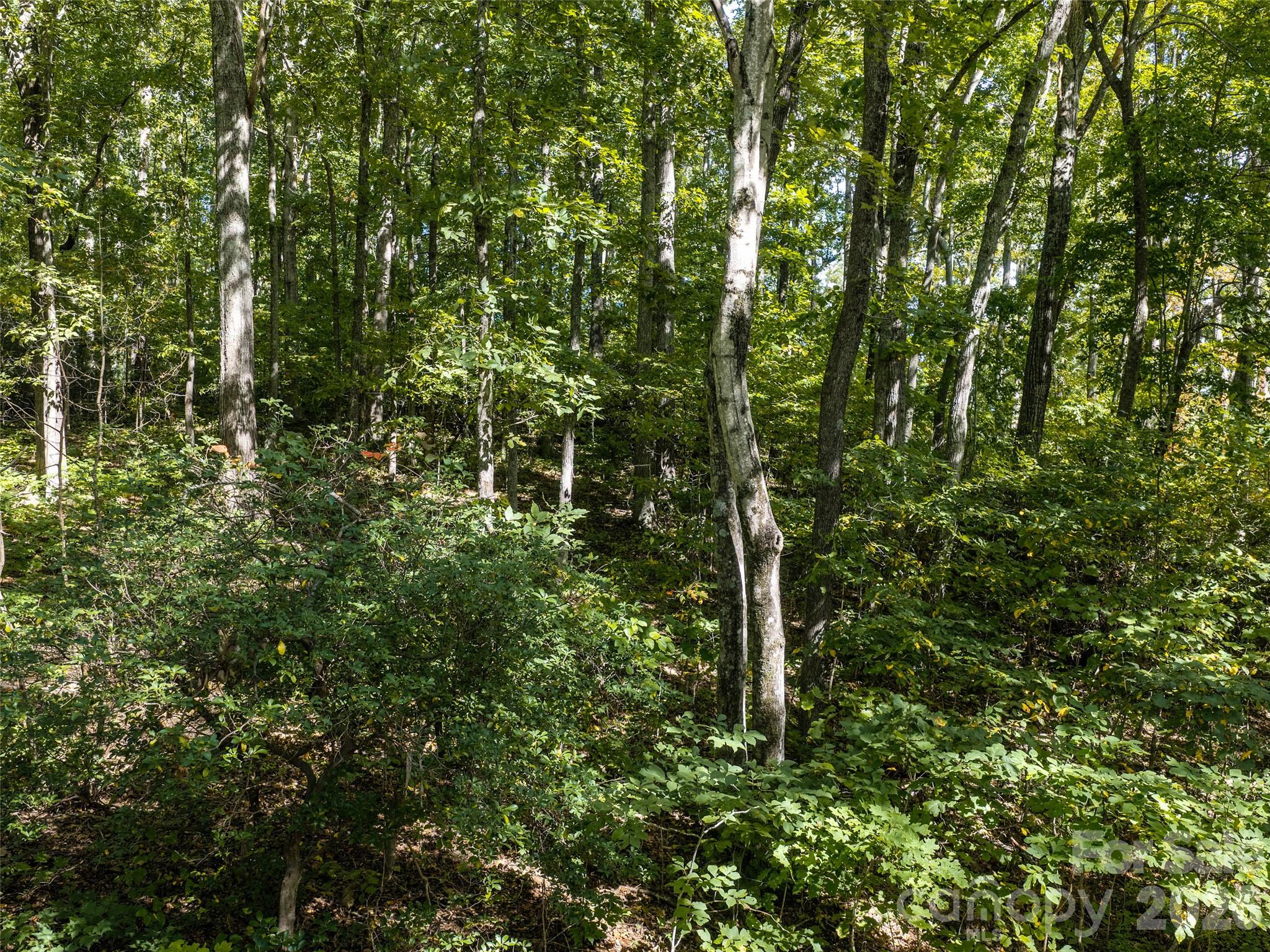 Lot at TBD Orange Plum Lane, Asheville, photo 13 of 25