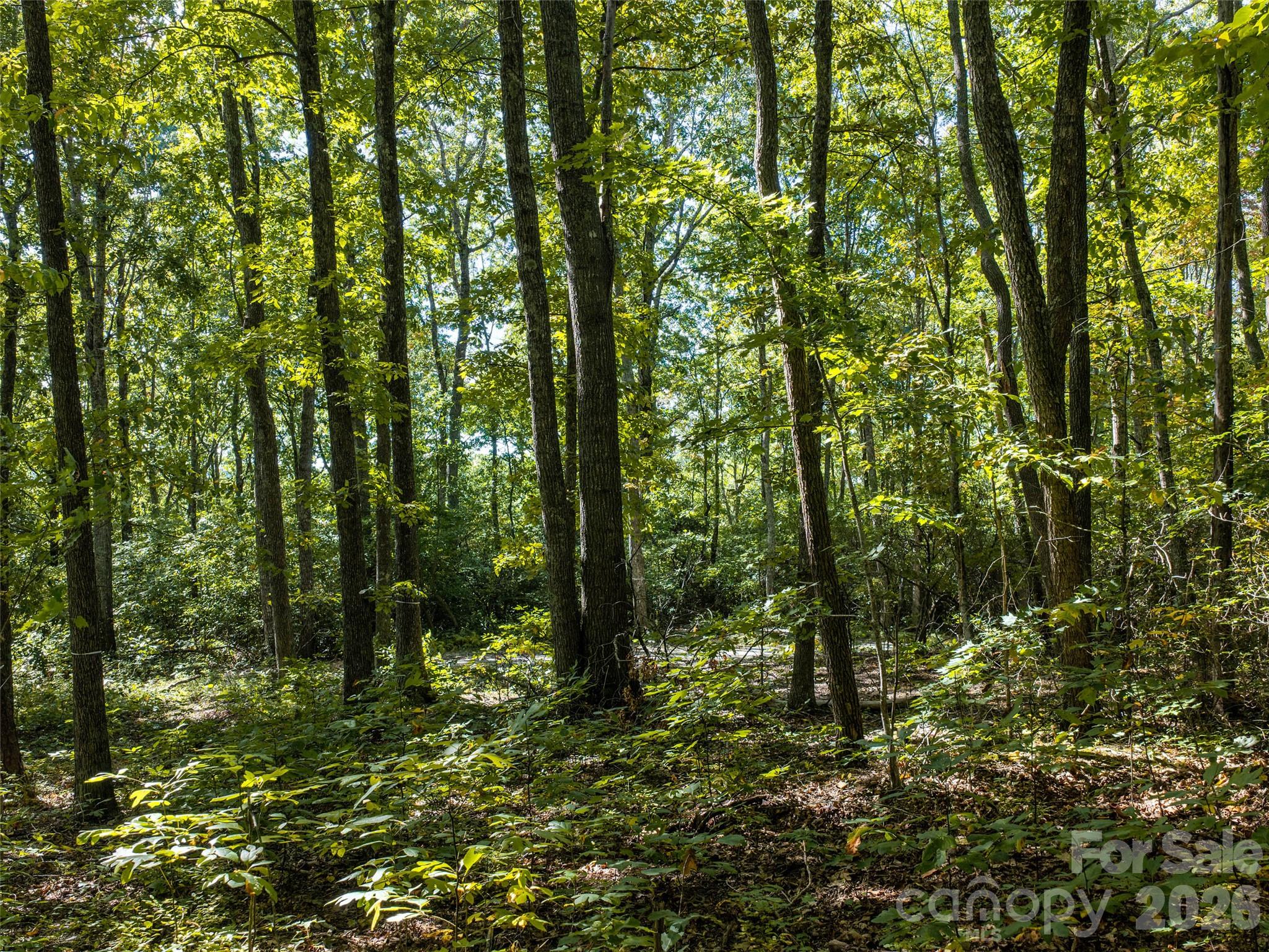 Lot at TBD Orange Plum Lane, Asheville, photo 17 of 25
