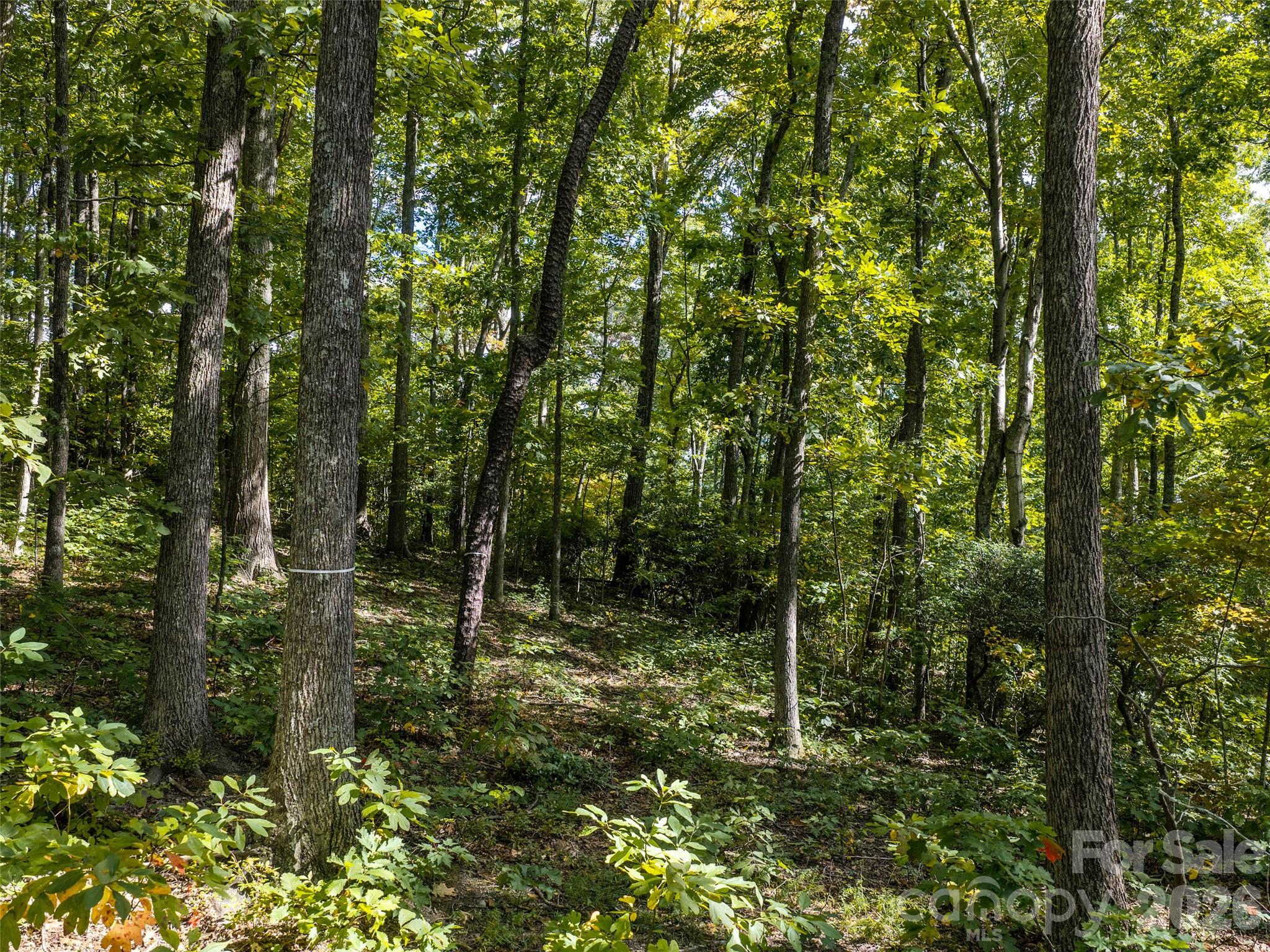 Lot at TBD Orange Plum Lane, Asheville, photo 20 of 25