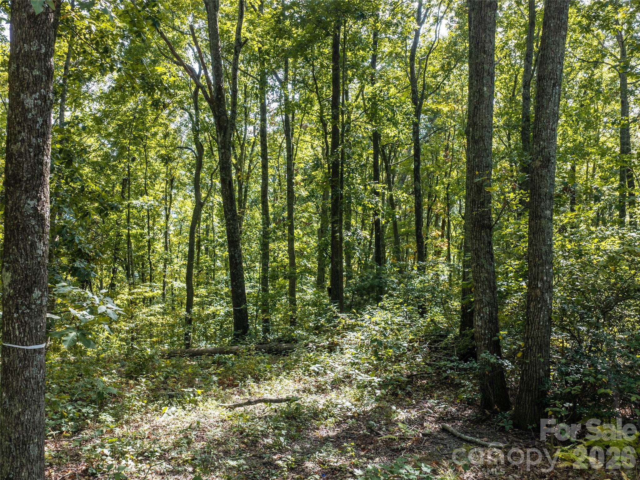 Lot at TBD Orange Plum Lane, Asheville, photo 21 of 25
