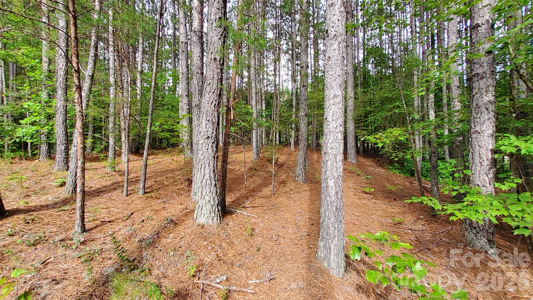 LEVEL WOODED LOT - 0 Sunset Drive, Mill Spring