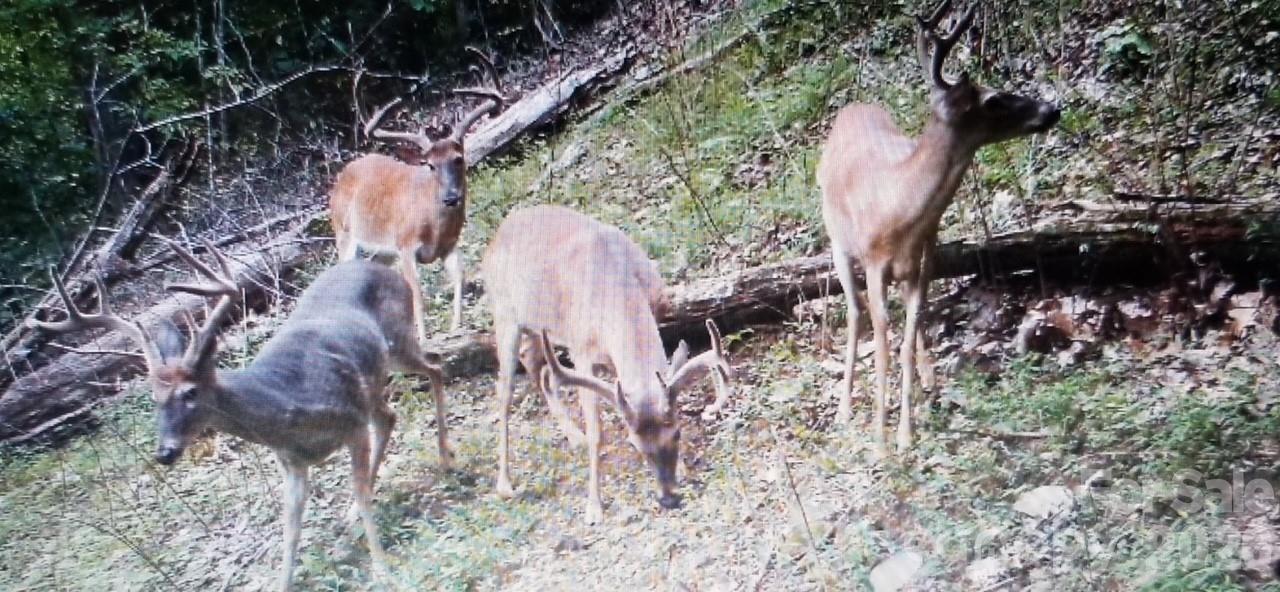 Deer from trail camera on the property. - 459 Forest Heights Drive, Marion