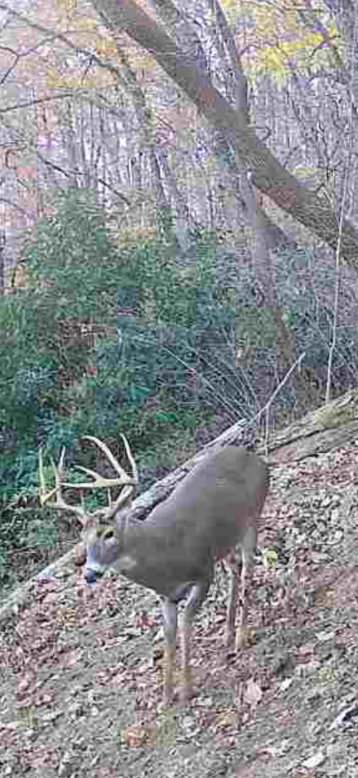 Deer from trail camera on the property. - 459 Forest Heights Drive, Marion