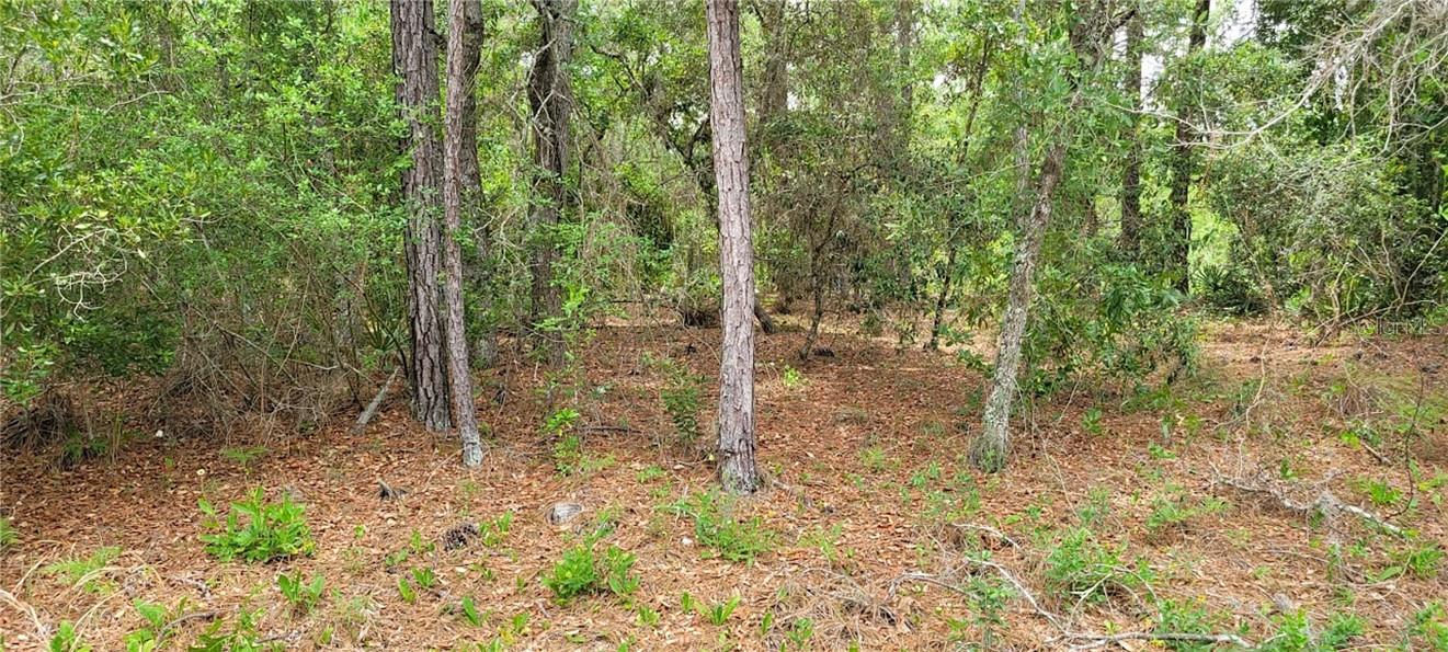 Land at 9169 N Saponaria DR, CITRUSSPRINGS FL 34433, Citrus Springs, photo 3 of 6