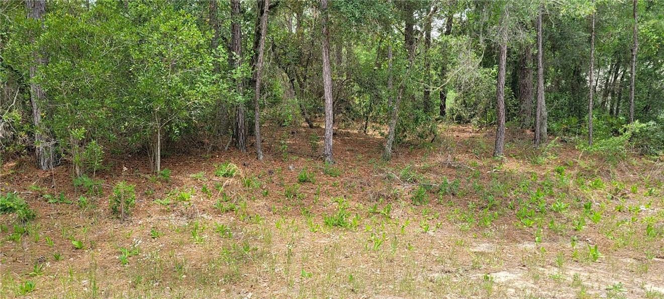 Land at 9169 N Saponaria DR, CITRUSSPRINGS FL 34433, Citrus Springs, photo 4 of 6