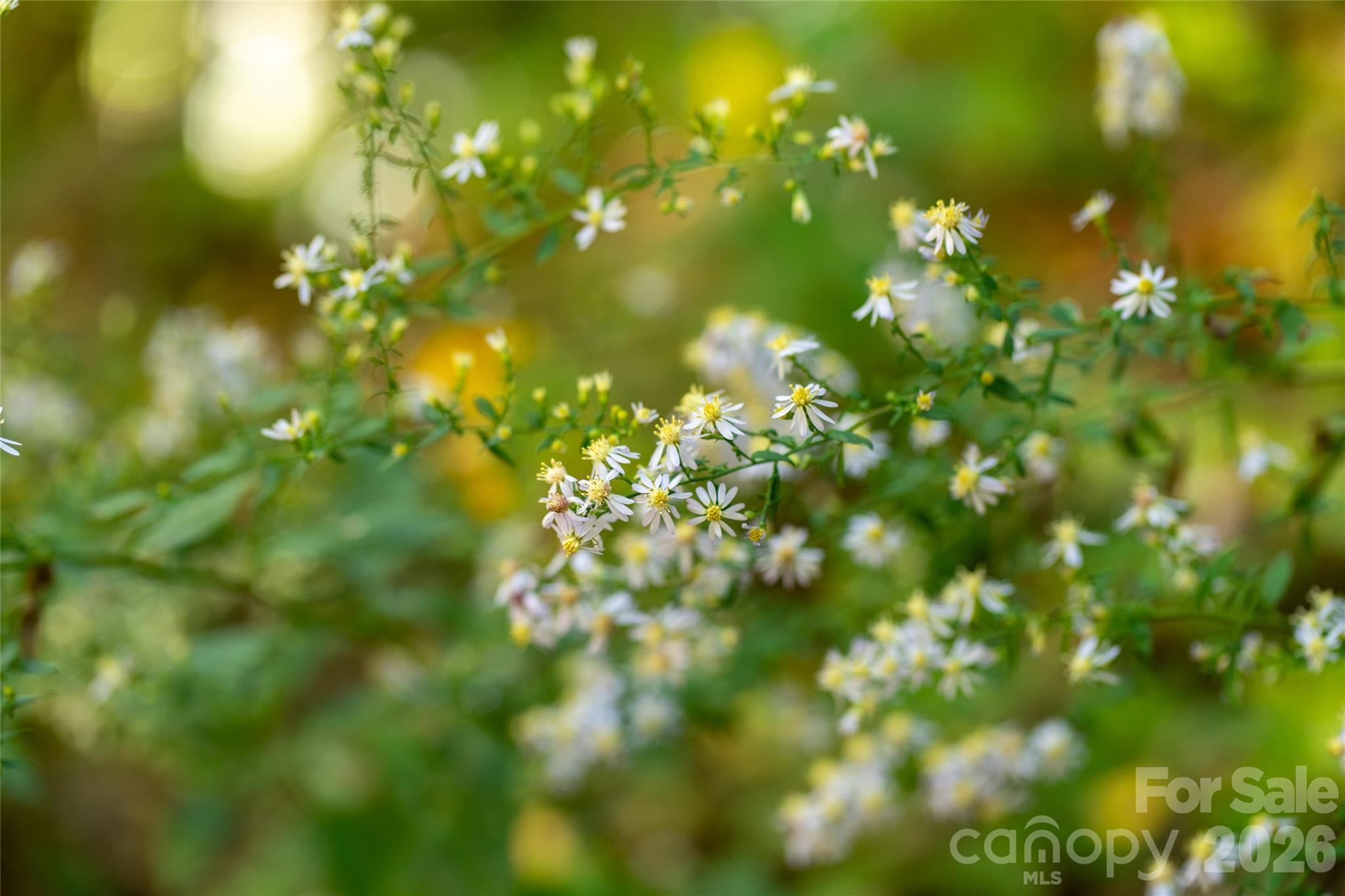 gorgeous flora & fauna - 29 Wood Haven Lane, Black Mountain