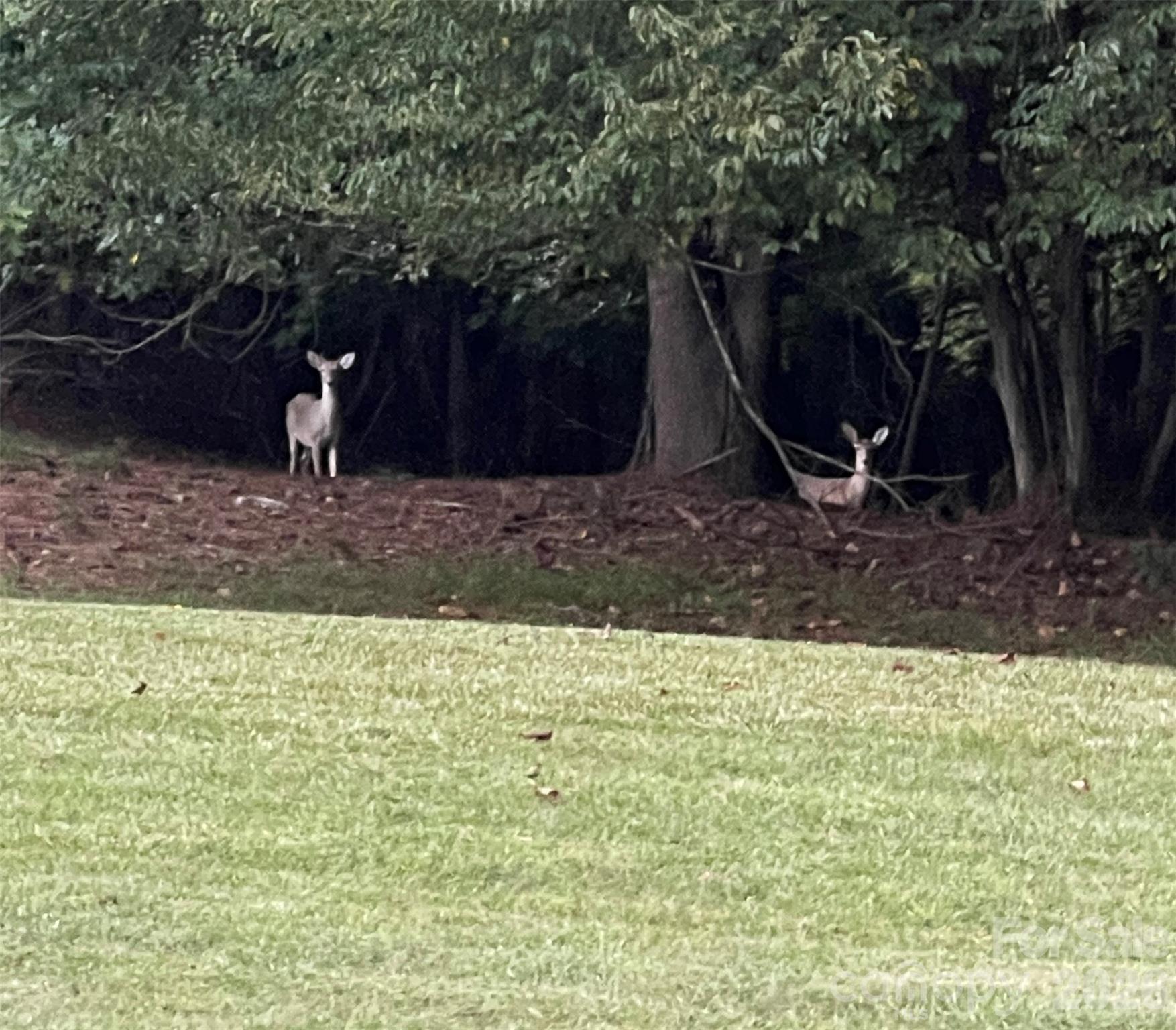 Visiting deer in backyard - 122 Maple View Drive, Troutman