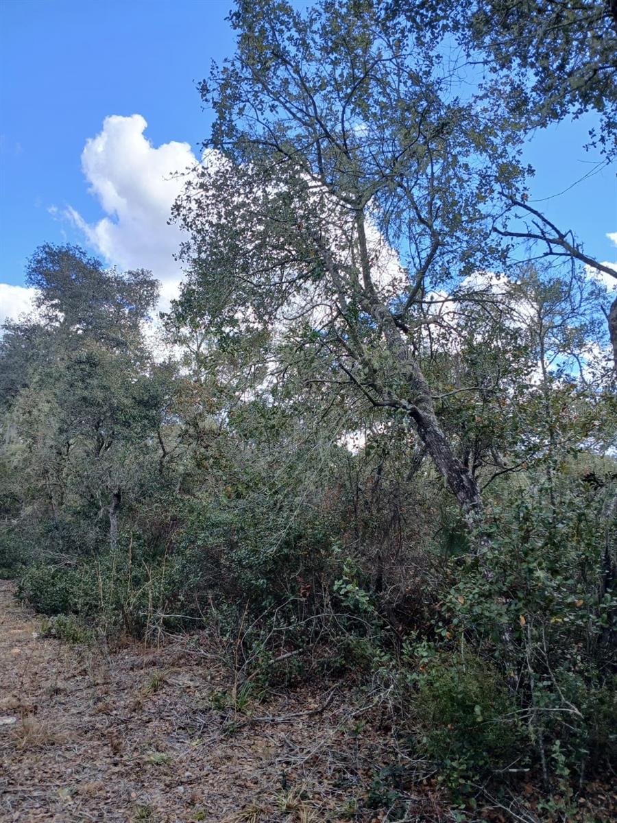 Land at TBD NE 234 TH PL #Lots 19.20.21, FORT MC COY, photo 3 of 4