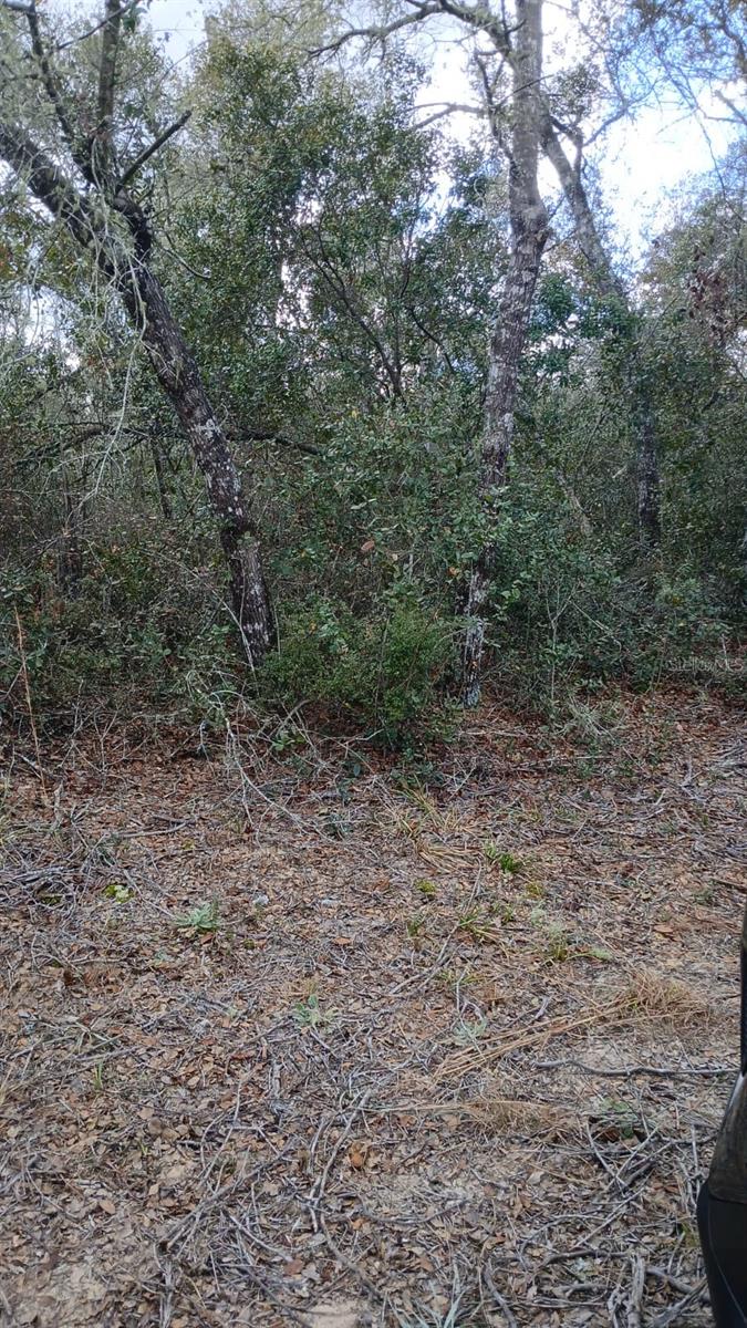Land at TBD NE 234 TH PL #Lots 19.20.21, FORT MC COY, photo 4 of 4