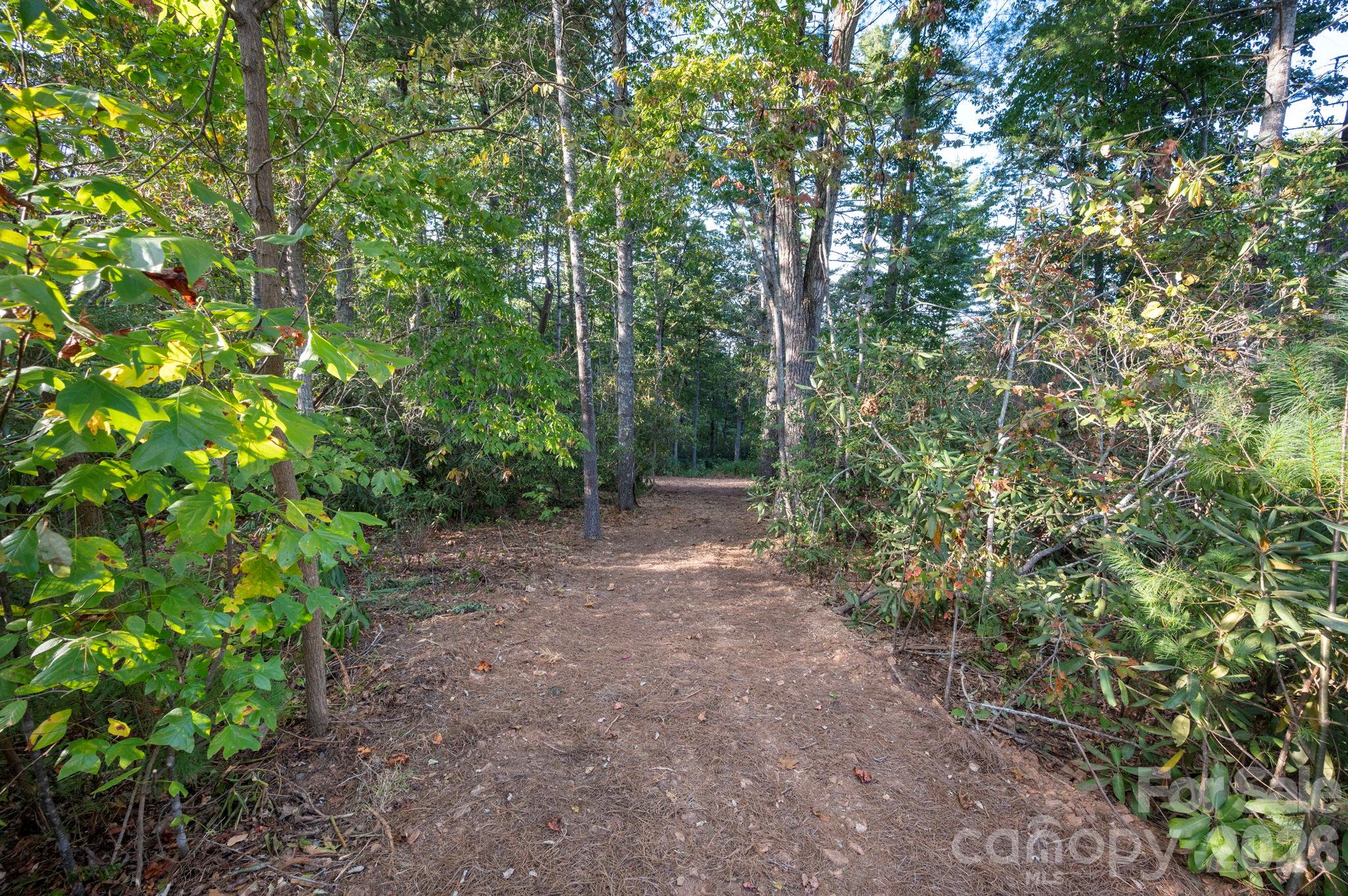 Mature large growth hardwood, native rhododendron and mountain laurel - 30 Hawberry Court, Asheville