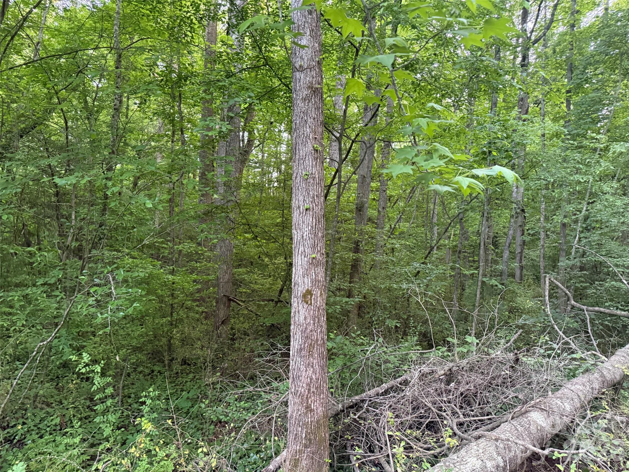 Lot at 00 Winterhaven Road Road, Taylorsville, photo 6 of 6