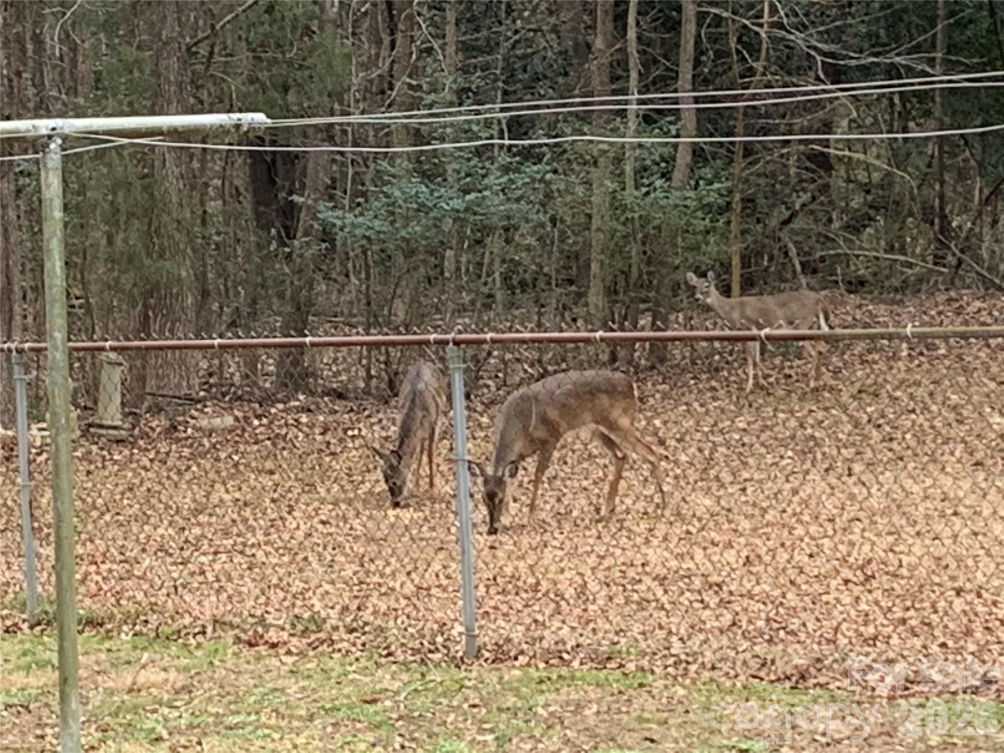 Wild Deer - 94 Tulip Avenue, Concord