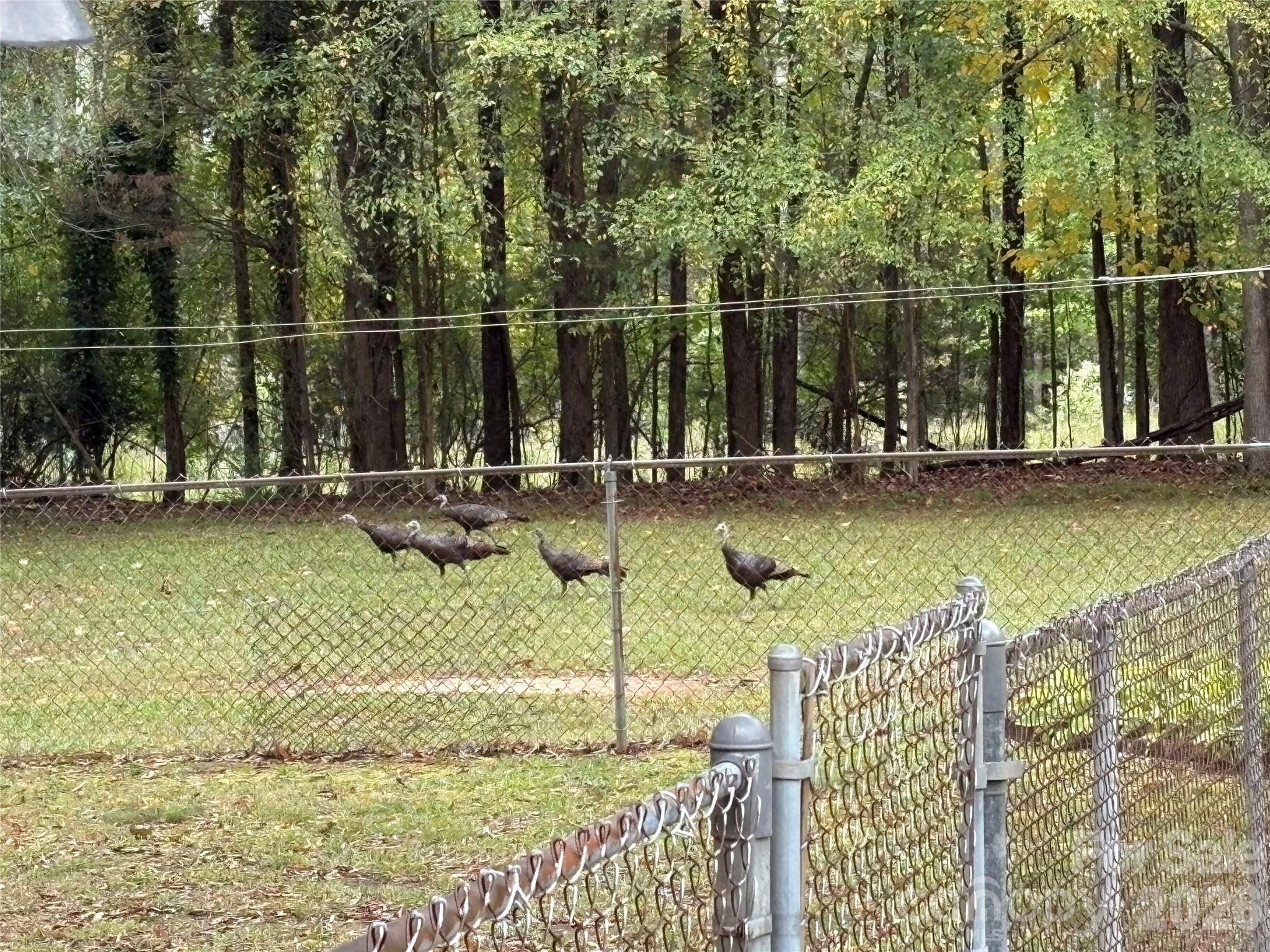 Wild Turkeys - 94 Tulip Avenue, Concord