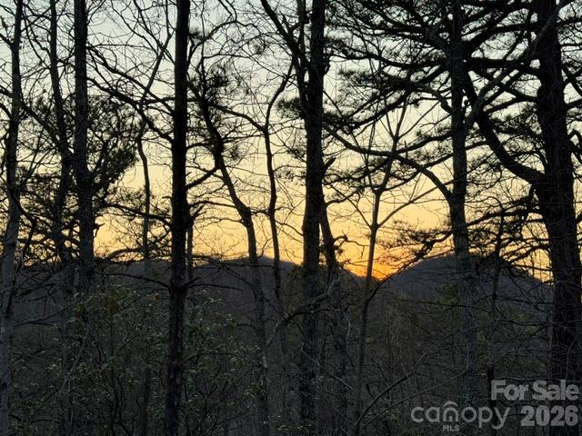 Golden Hour Light Through the Trees - TBD Burnt Ridge Trail, Black Mountain