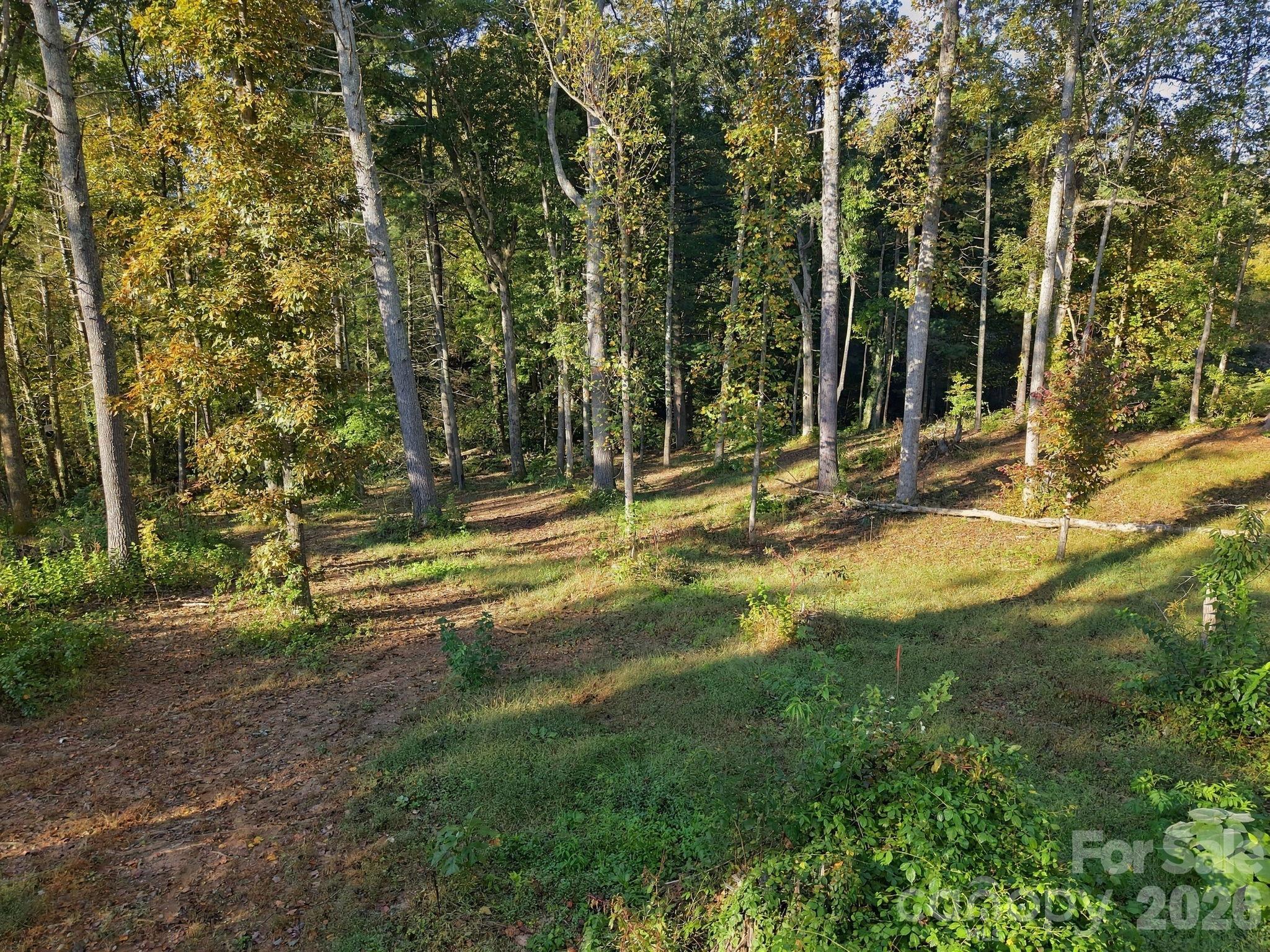 Clearing - 99999 Cane Creek Road, Fletcher