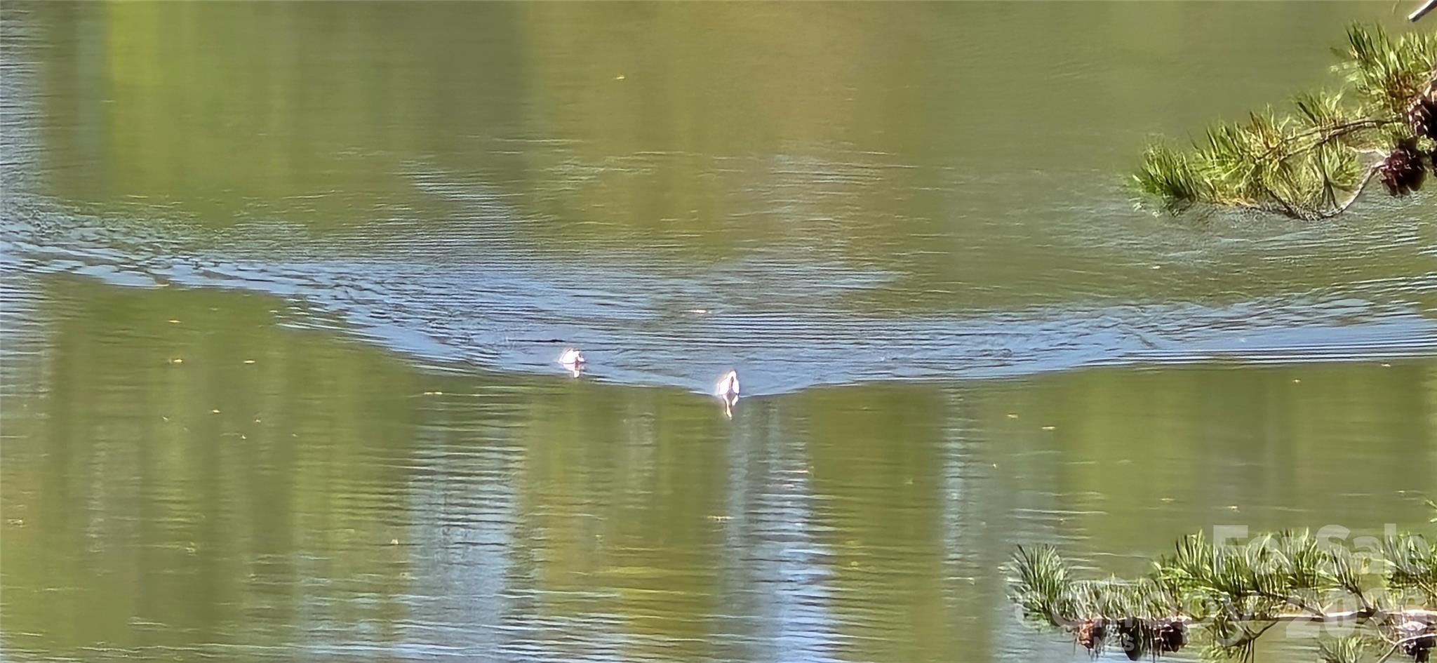 Swans! - 208 Turning Leaf Drive, Nebo