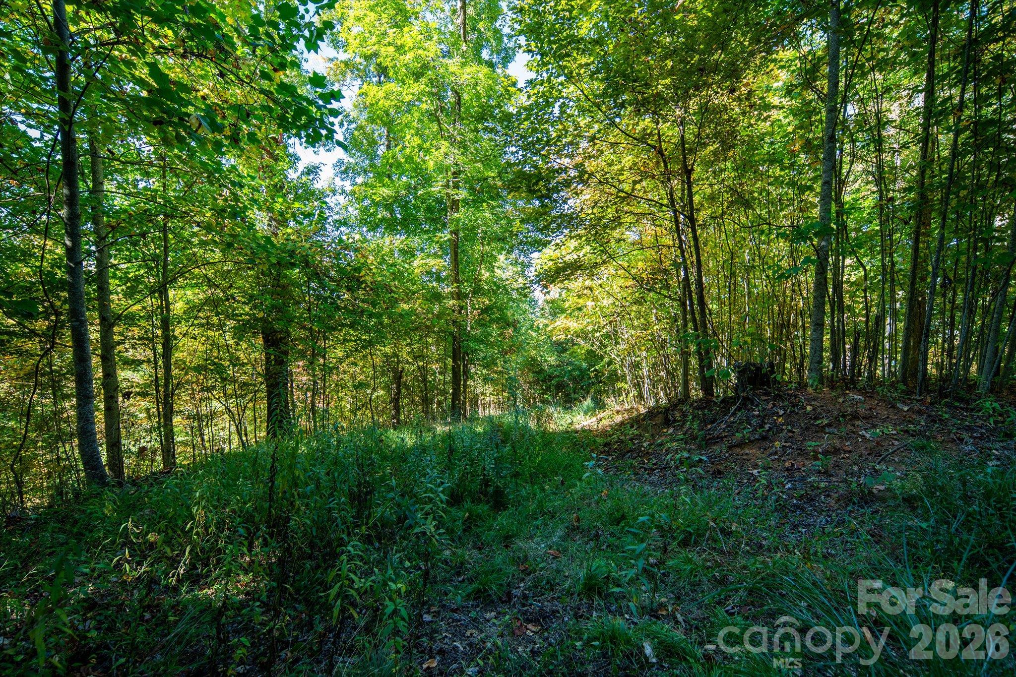 Acreage at TBD Big Laurel Road, Marshall, photo 8 of 22