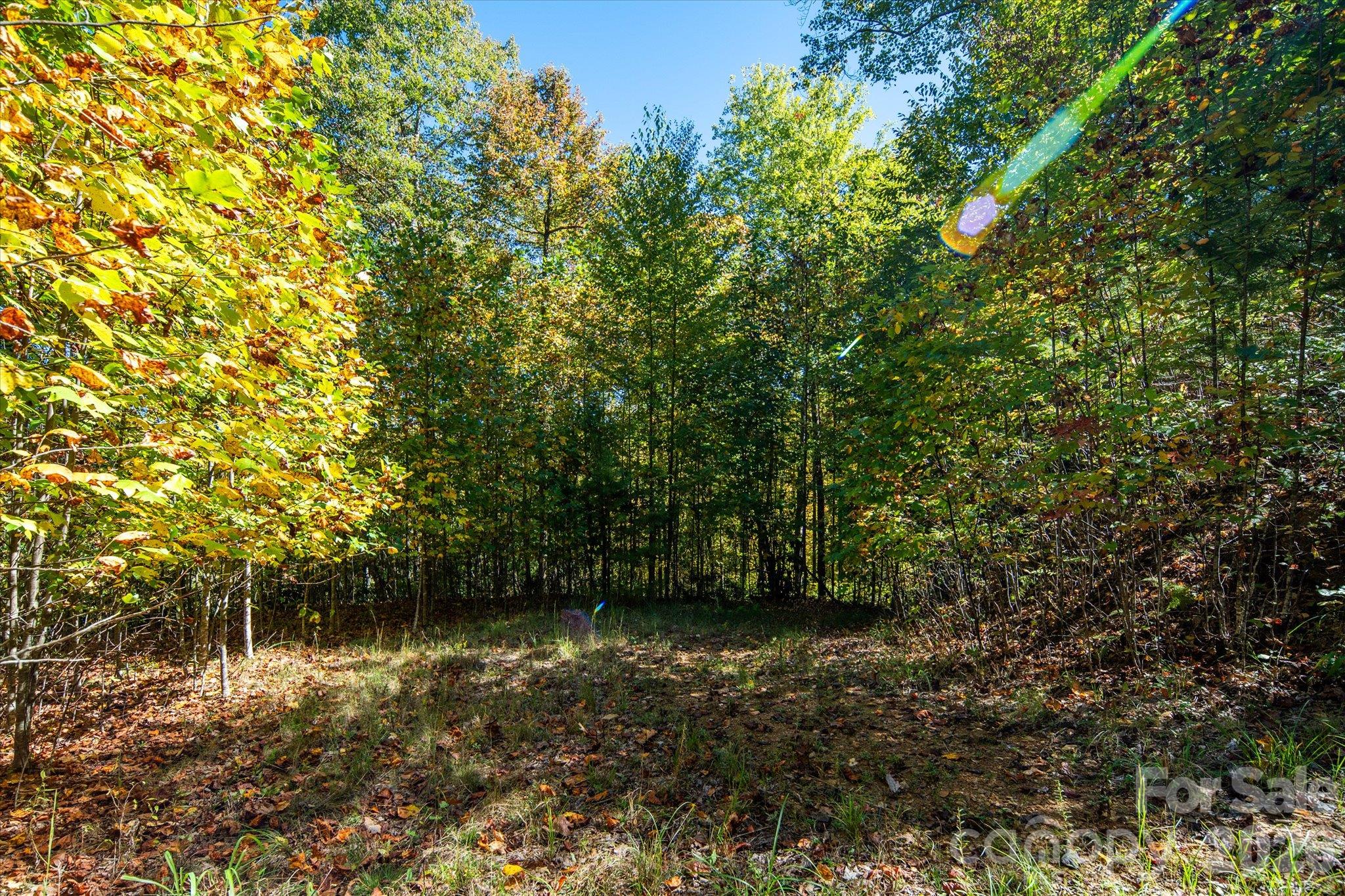 Acreage at TBD Big Laurel Road, Marshall, photo 11 of 22