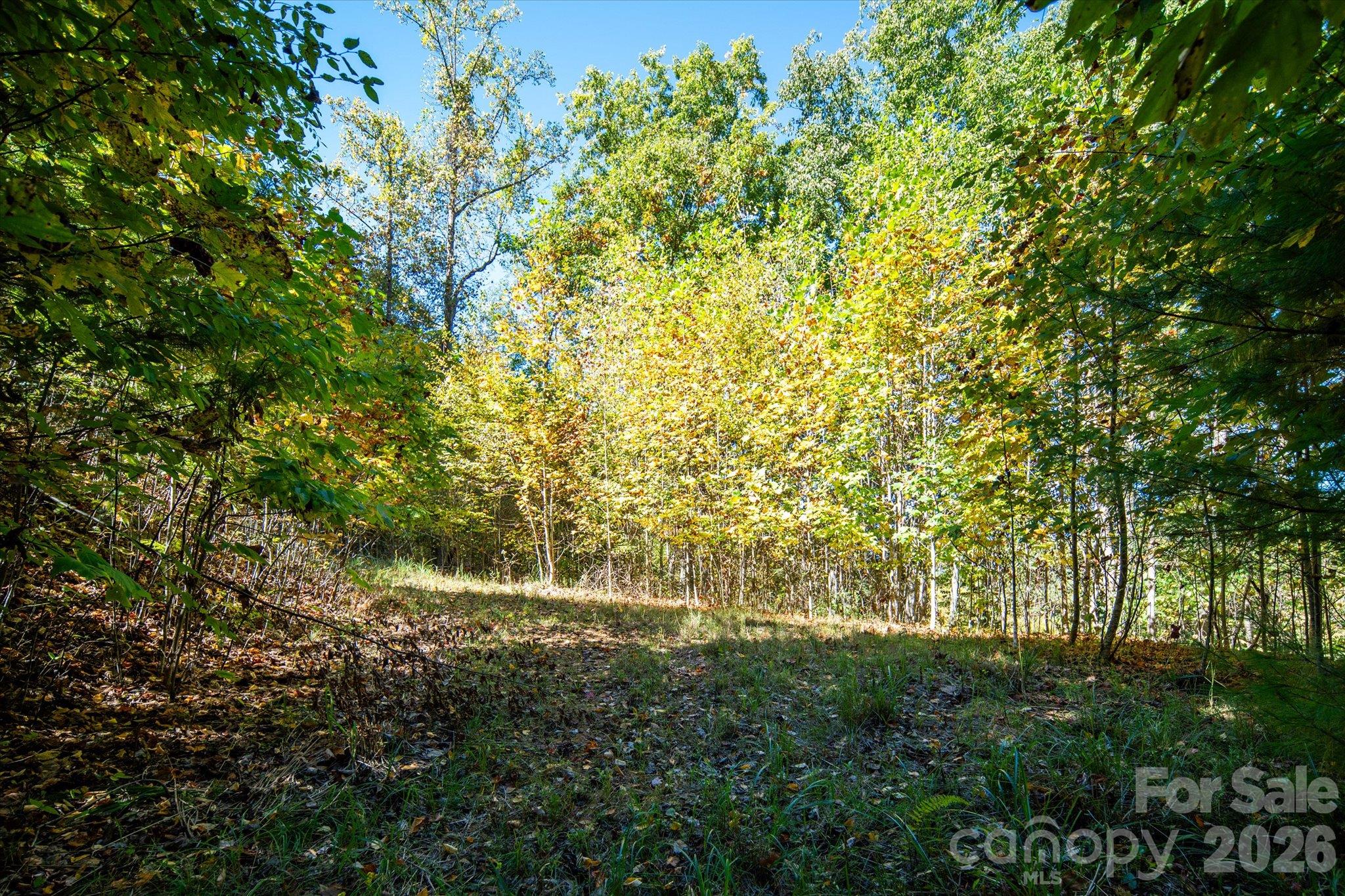 Acreage at TBD Big Laurel Road, Marshall, photo 12 of 22
