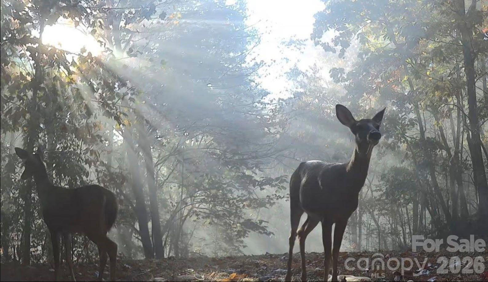 Deer - 3353 Rock Creek Road, Morganton