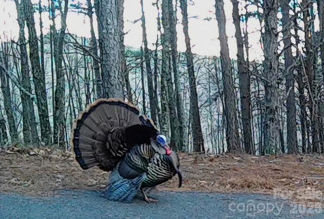 Wild Turkeys - 3353 Rock Creek Road, Morganton