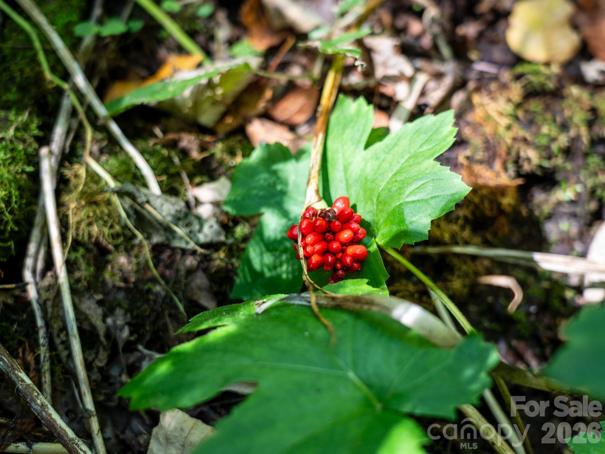 Native plant species highlight the property - 00 Orion Davis Road, Waynesville