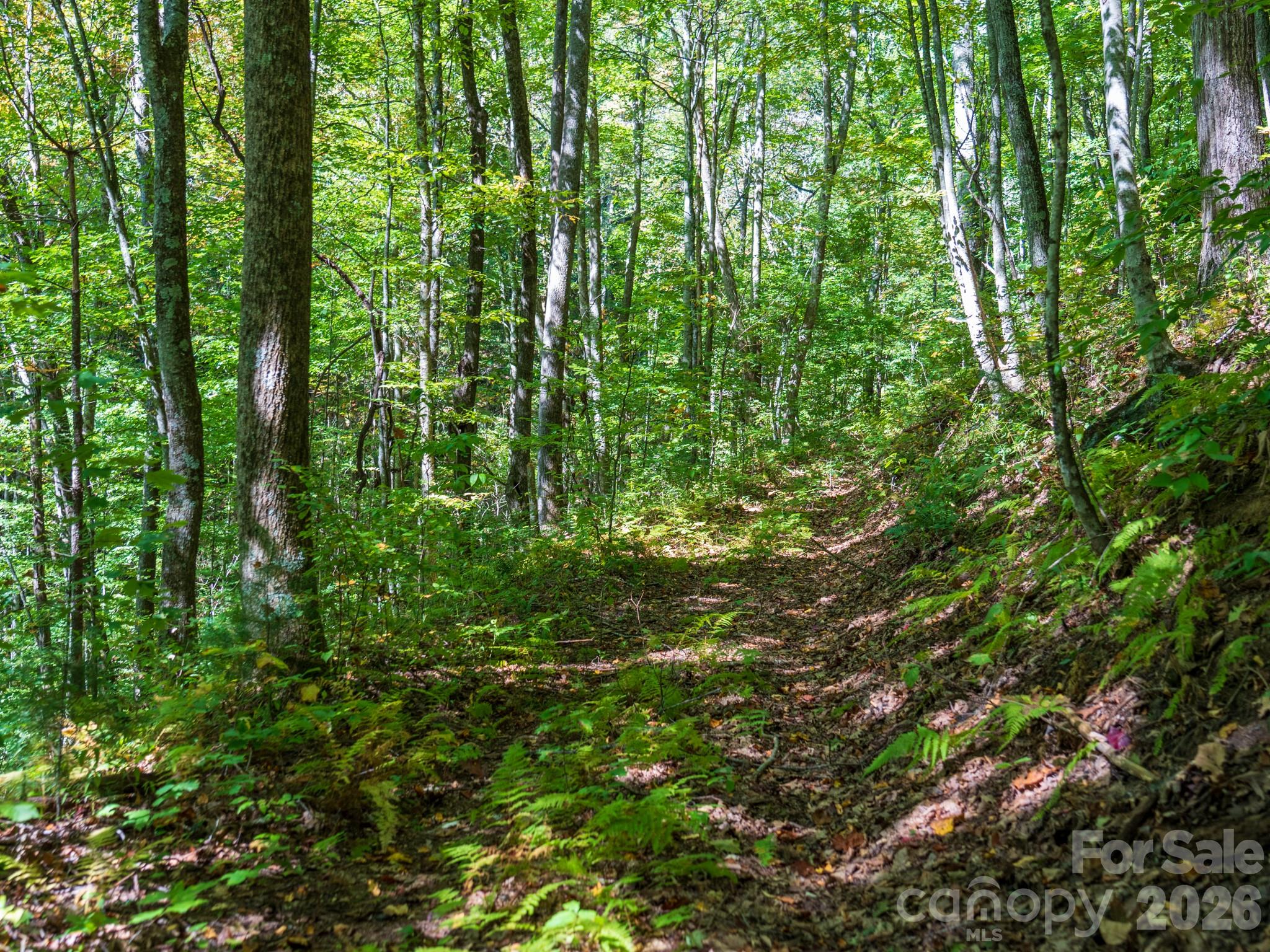 One of many old logging roads on property perfect for hiking or 4x4 adventures - 00 Orion Davis Road, Waynesville