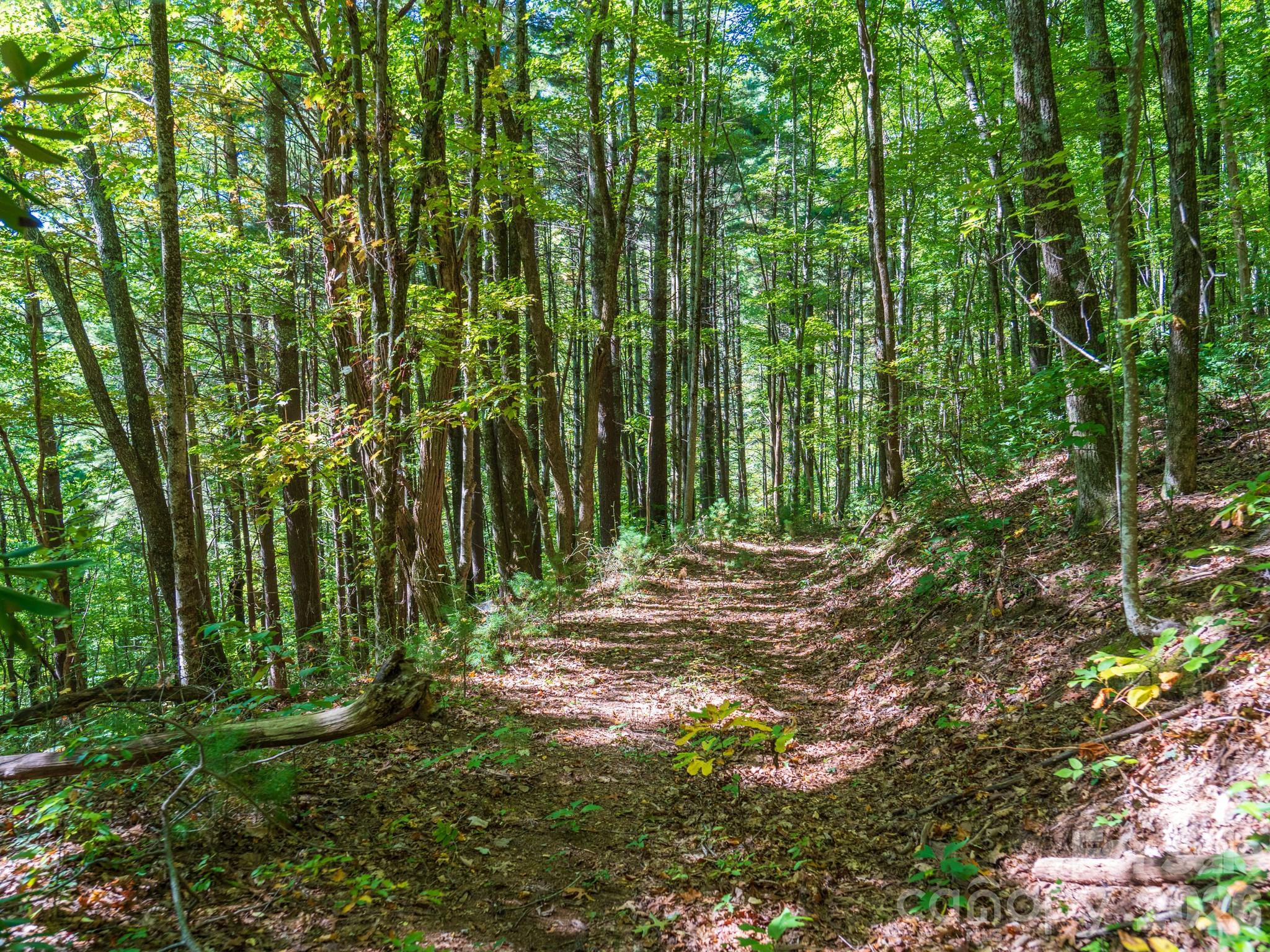 One of many old logging roads on property perfect for hiking or 4x4 adventures - 00 Orion Davis Road, Waynesville