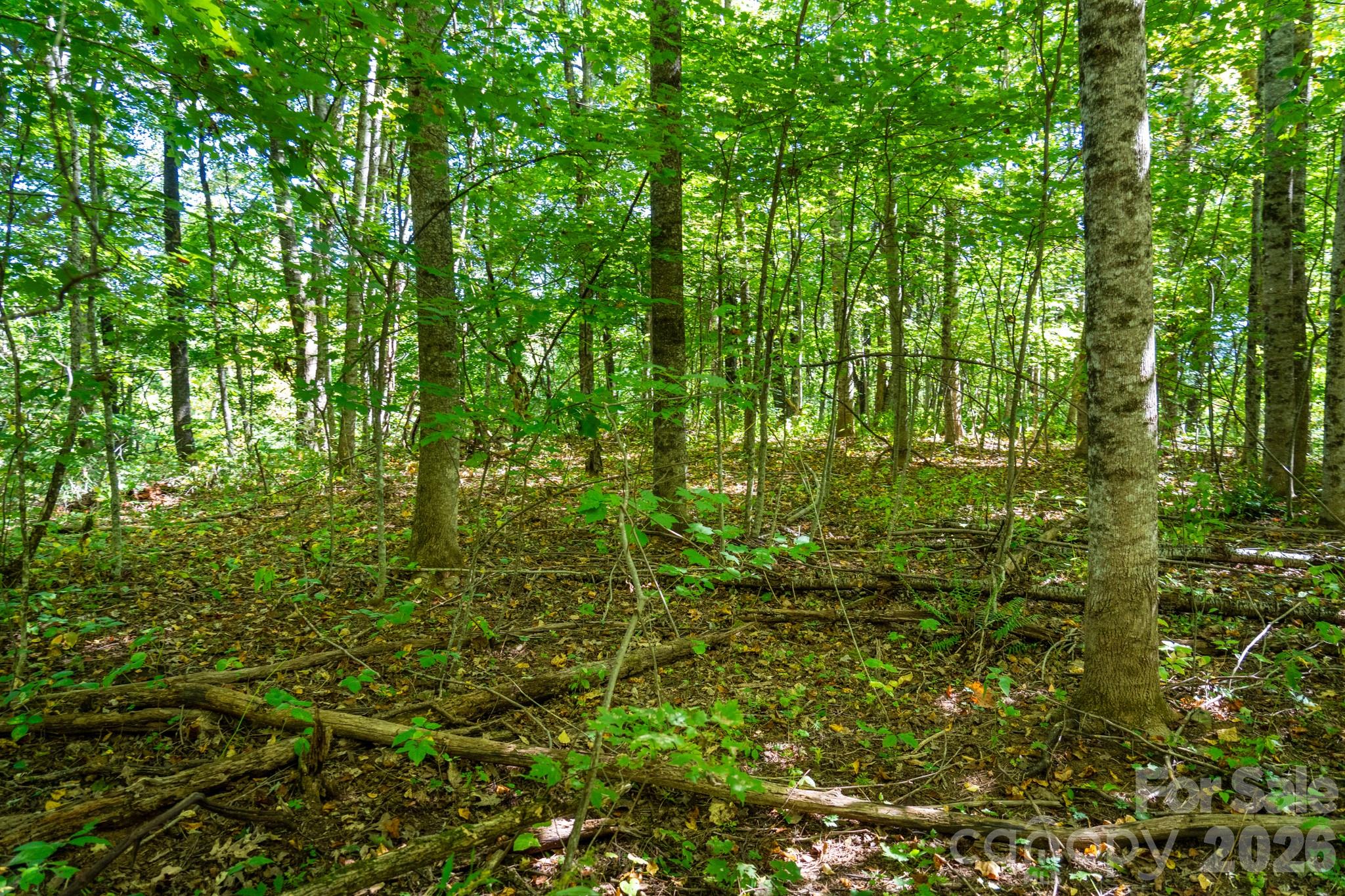One of many flat forested sites perfect for a build site - 00 Orion Davis Road, Waynesville