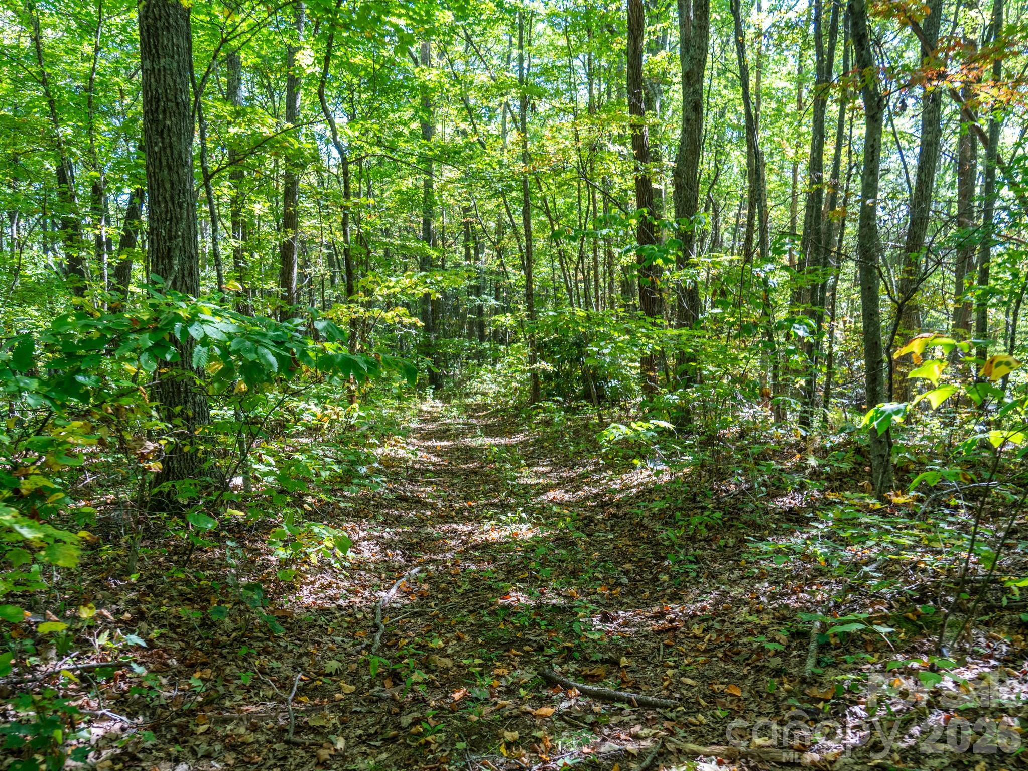 One of many old logging roads on property perfect for hiking or 4x4 adventures - 00 Orion Davis Road, Waynesville